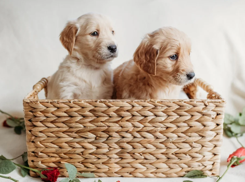 Beautiful golden retrievers image 4