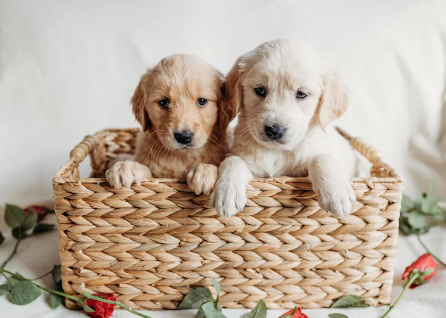 Beautiful golden retrievers image 5
