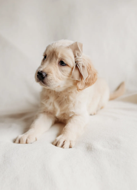 Beautiful golden retrievers image 7