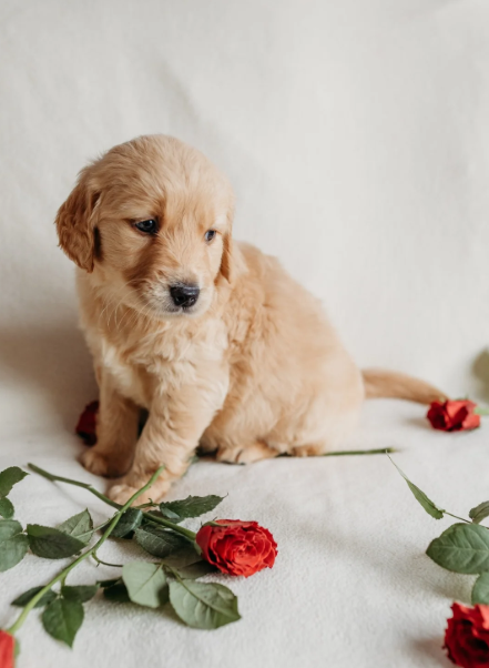 Beautiful golden retrievers image 8