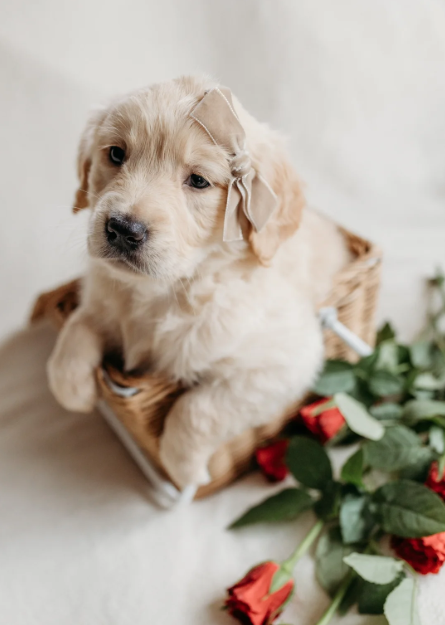 Beautiful golden retrievers image 9