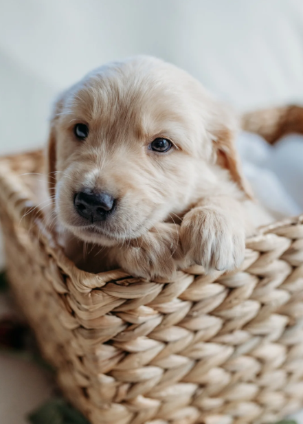 Beautiful golden retrievers image 10