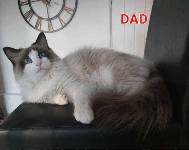RAGDOLLS GIRLS SEAL POINT BICOLOUR BLUE EYES image 1