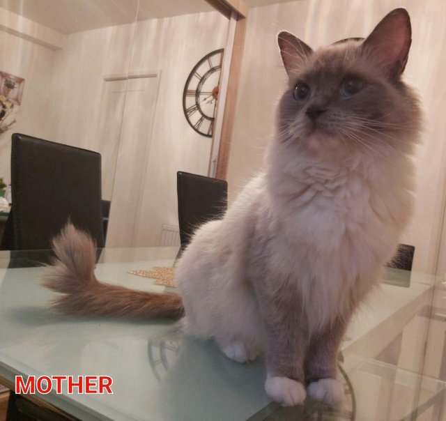 RAGDOLLS GIRLS SEAL POINT BICOLOUR BLUE EYES image 2
