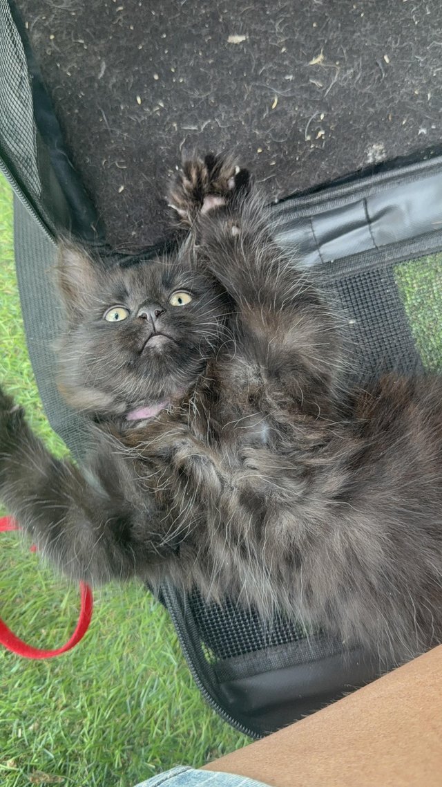 12 Week Old Longhaired Kittens image 3