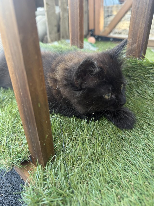 12 Week Old Longhaired Kittens image 1
