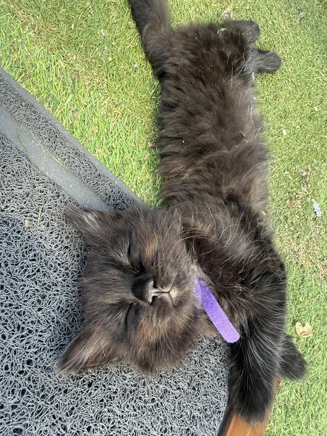 12 Week Old Longhaired Kittens image 2
