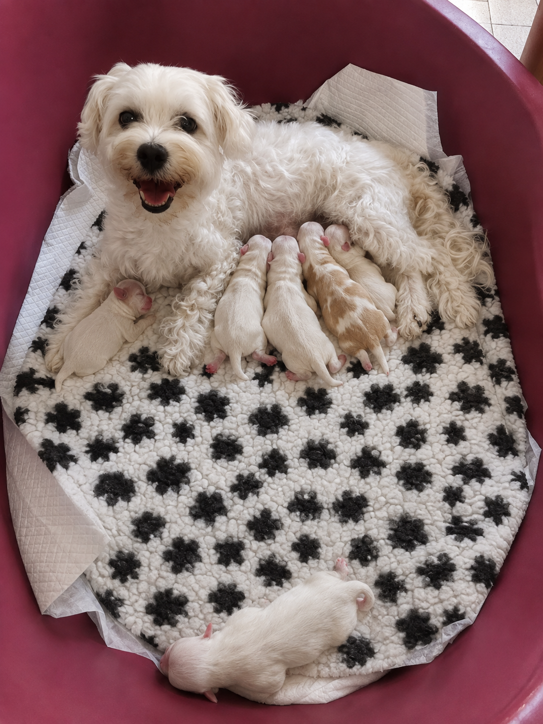 Maltese Puppies image 4