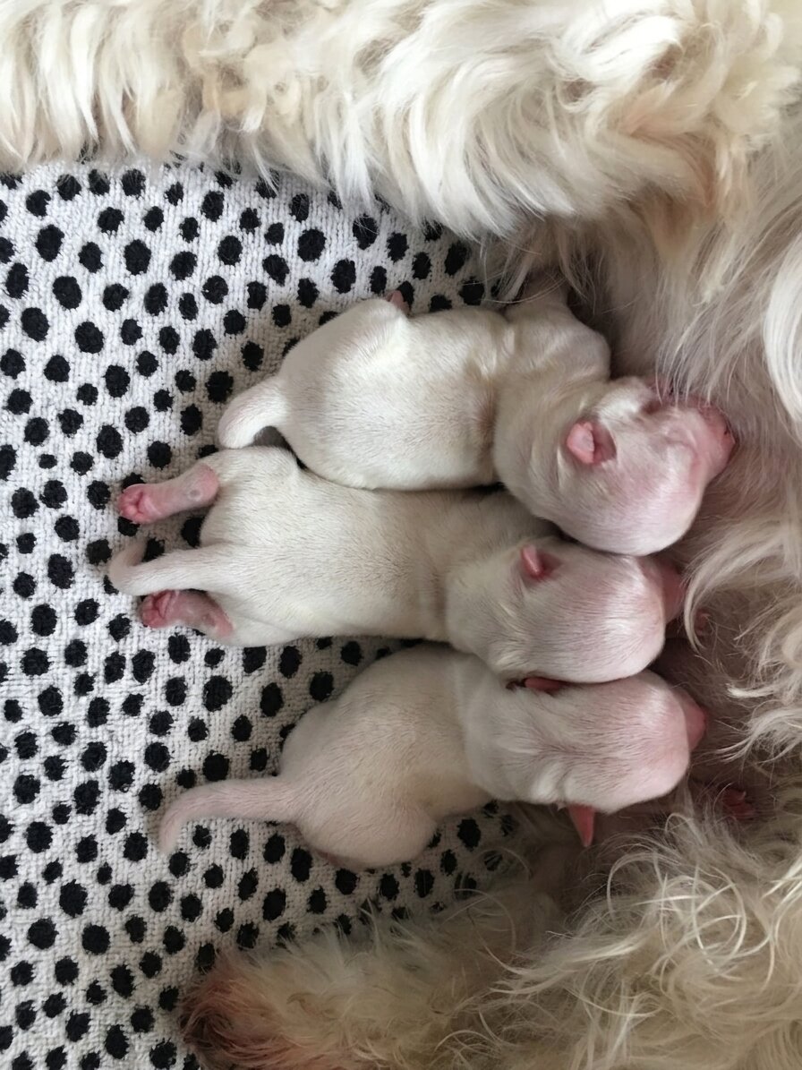 Maltese Puppies image 6