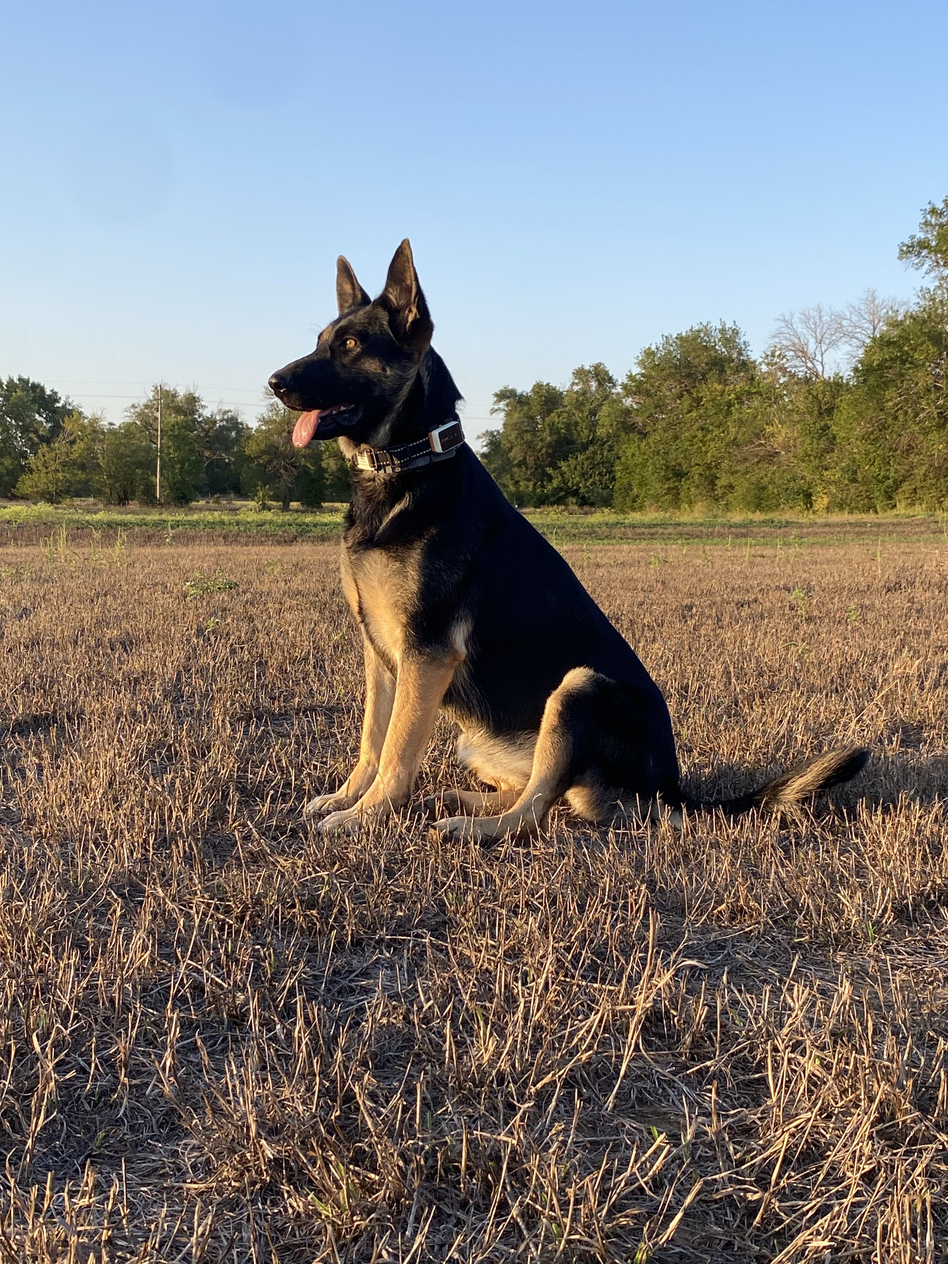 German Shepherd Puppies AKC image 5