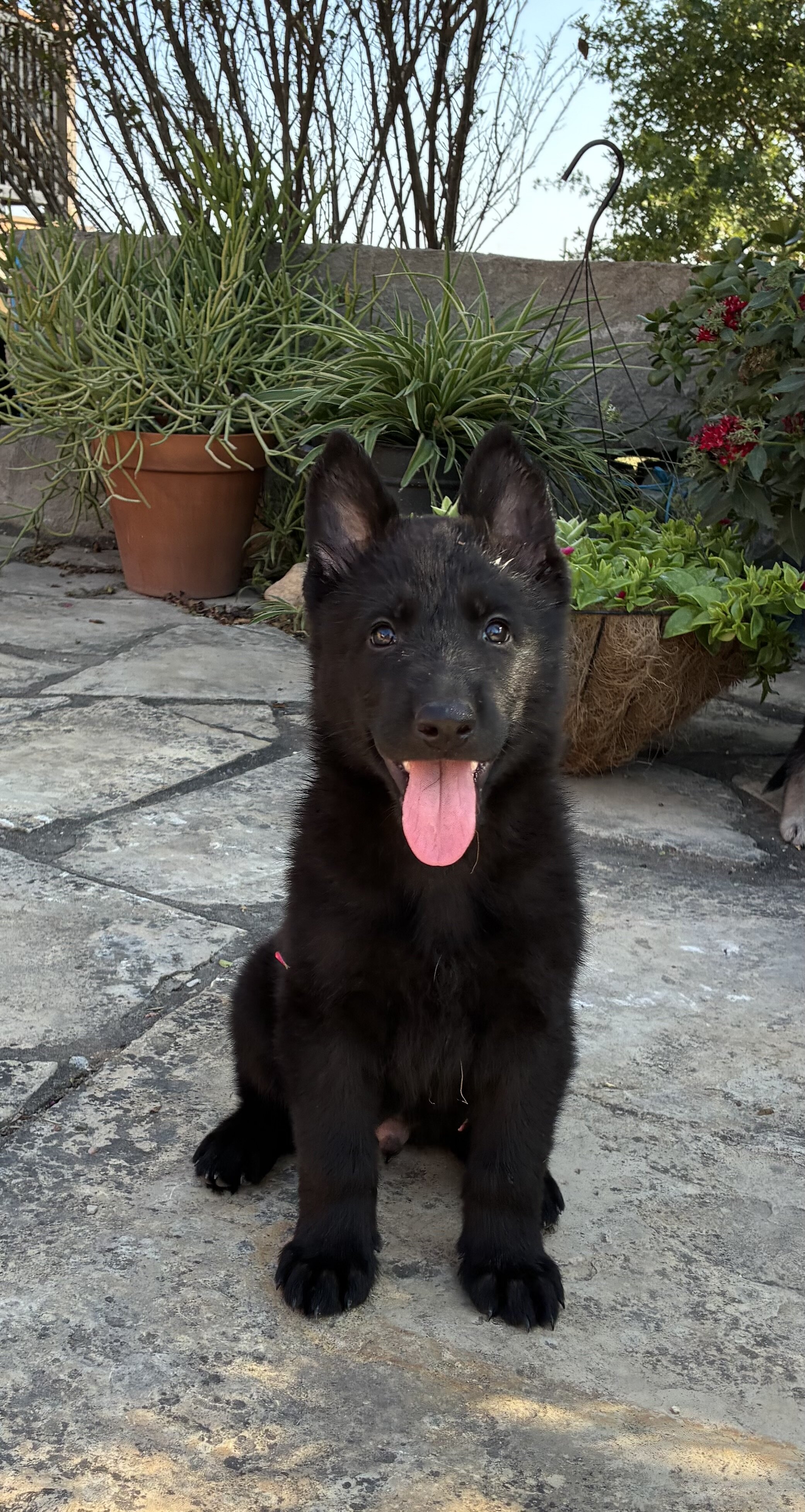 German Shepherd Puppies AKC image 1