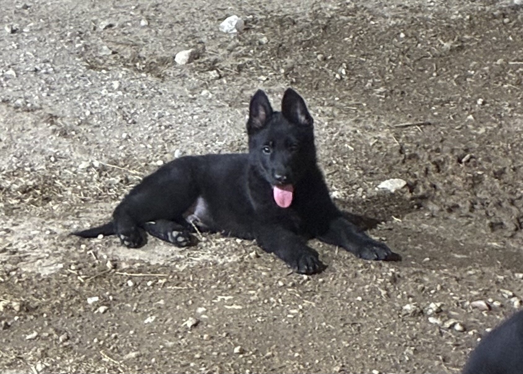 German Shepherd Puppies AKC image 2