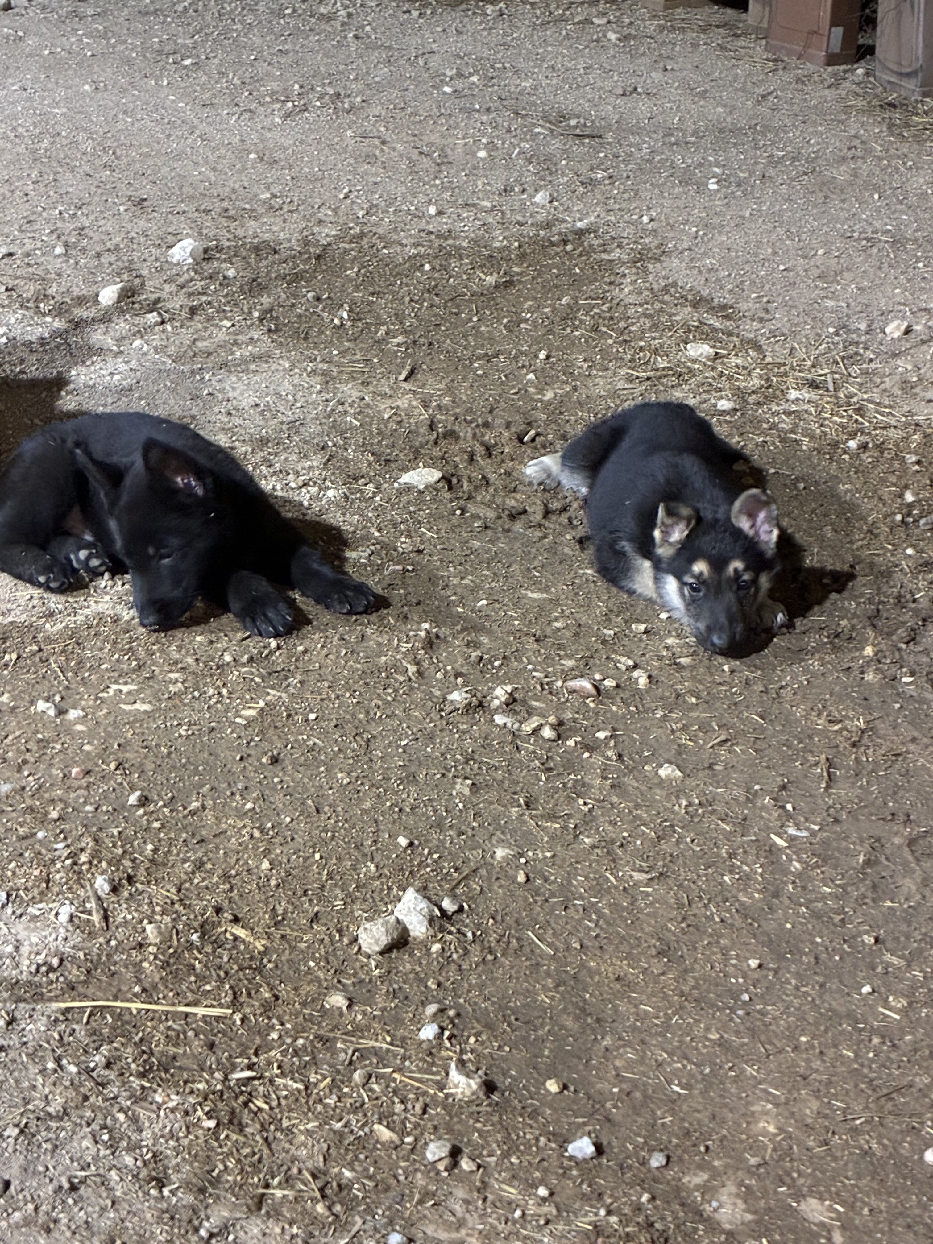German Shepherd Puppies AKC image 4
