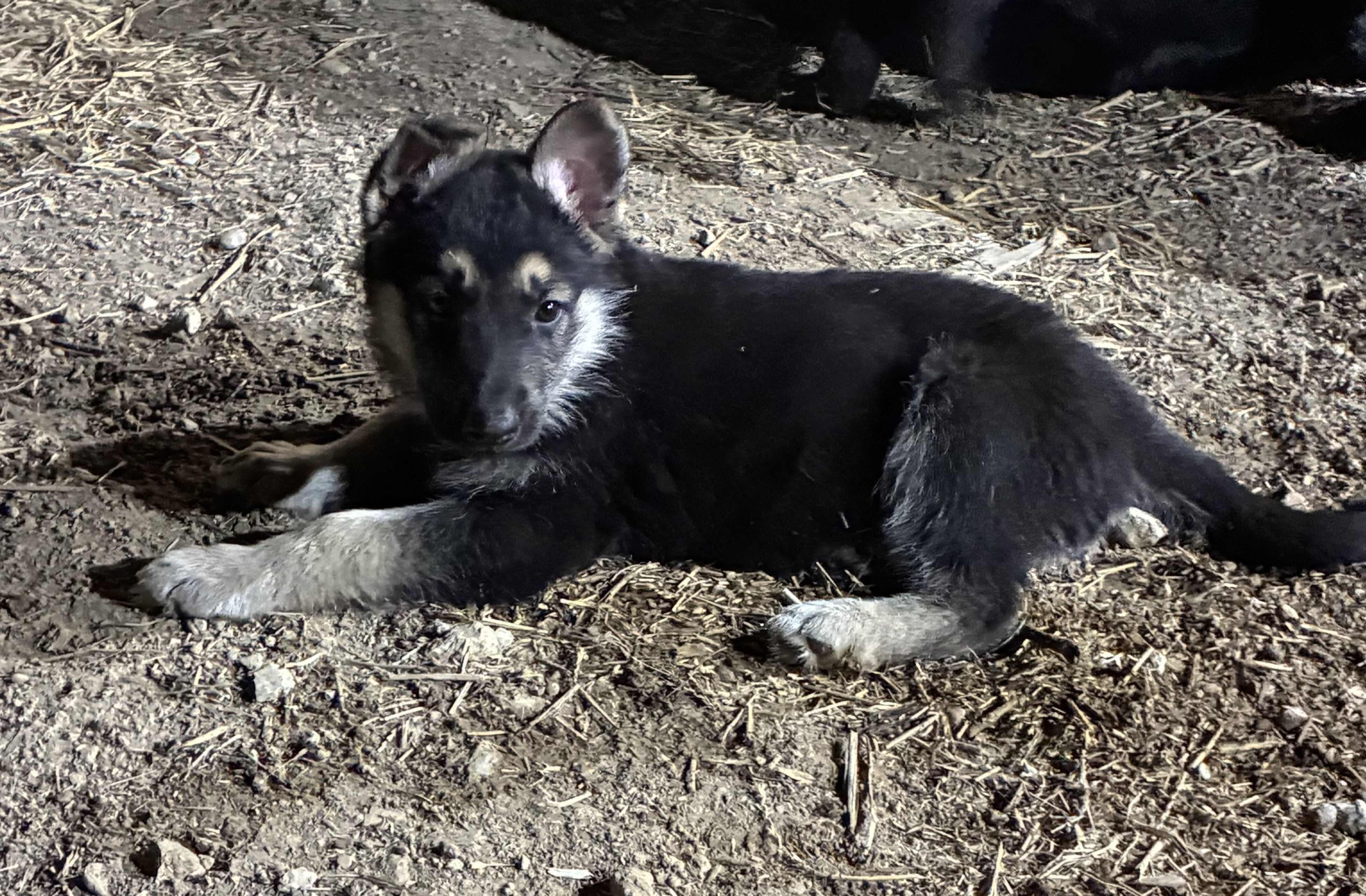German Shepherd Puppies AKC image 3