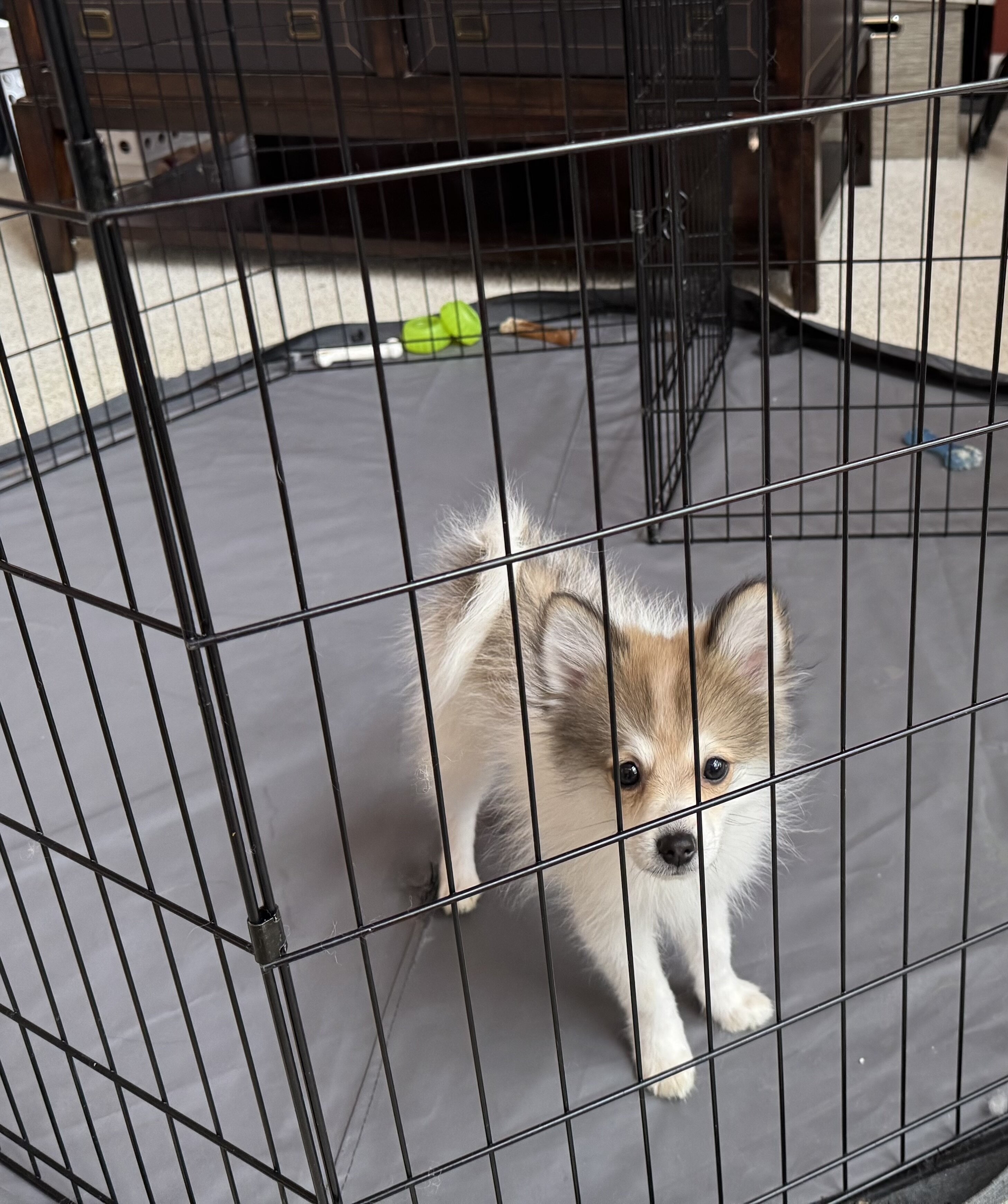 Pomeranian Puppies image 10