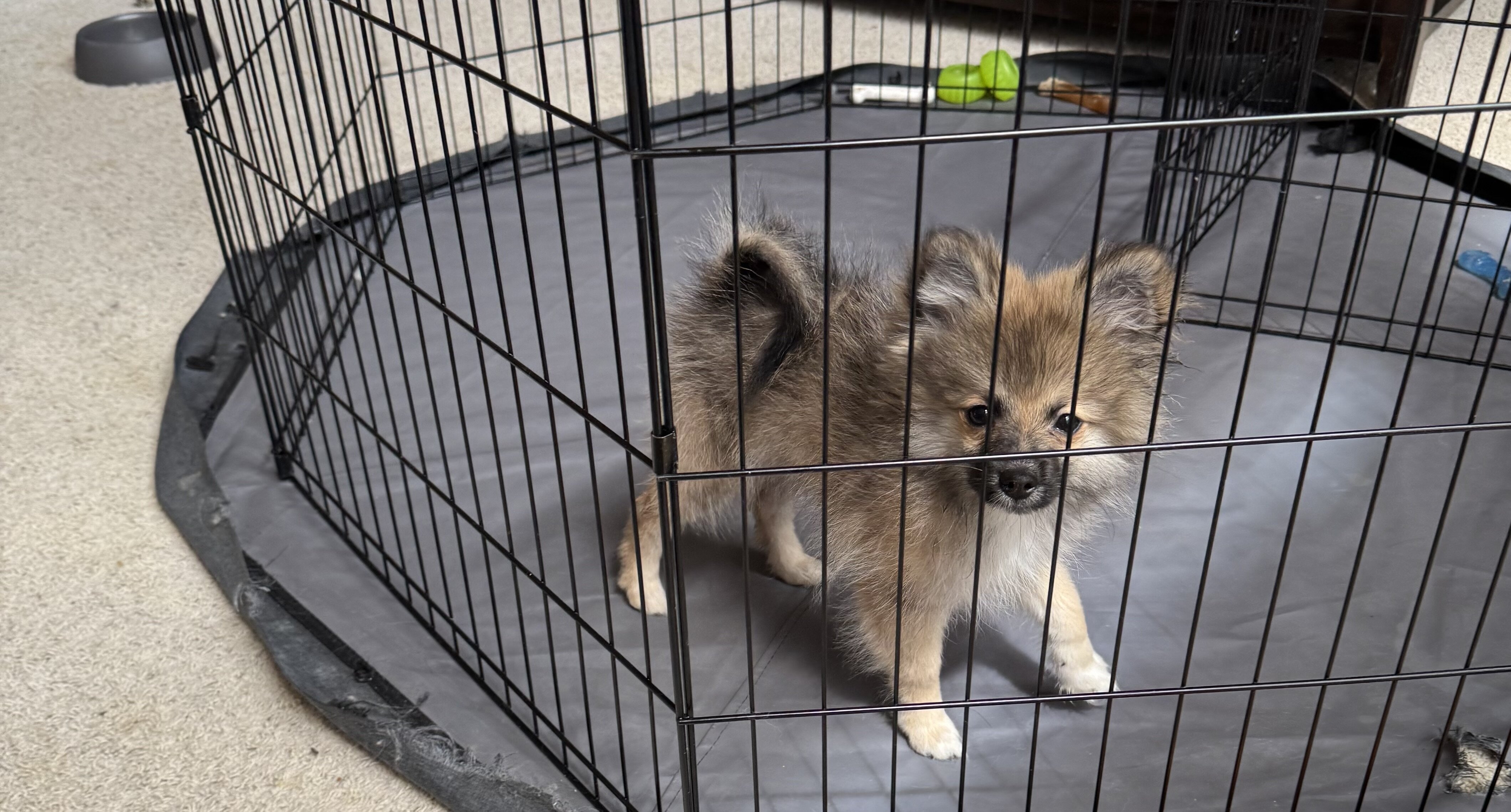 Pomeranian Puppies image 9