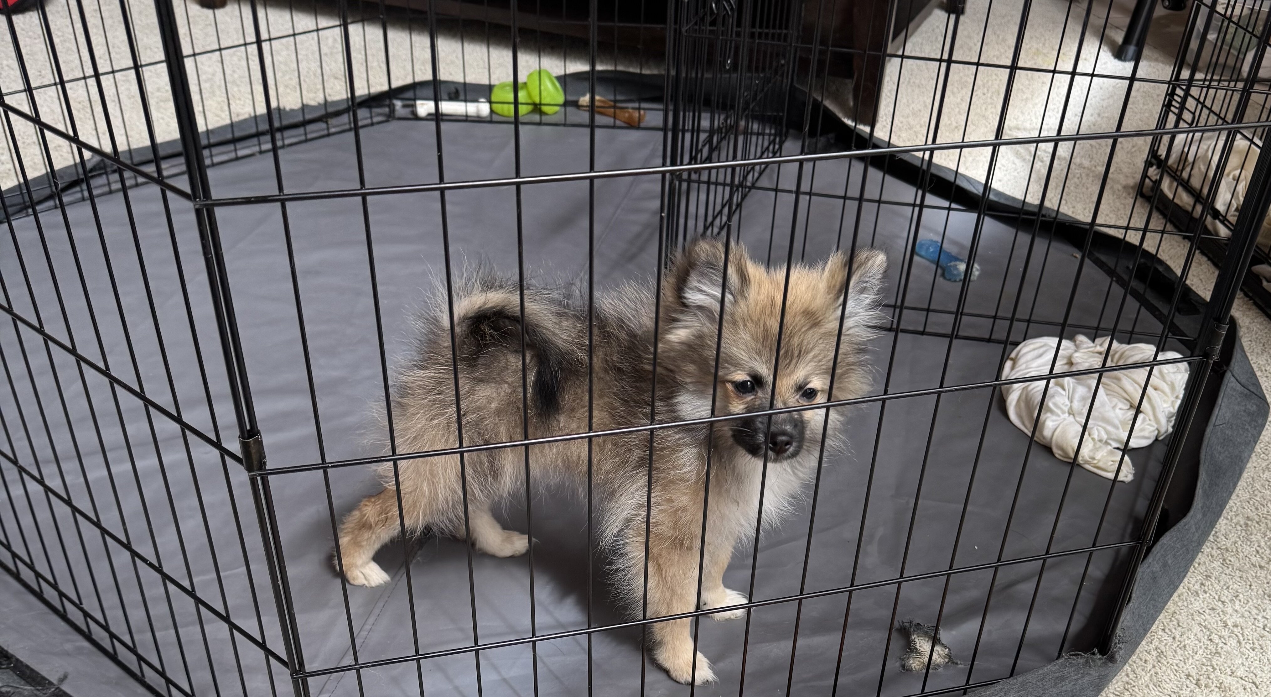Pomeranian Puppies image 8