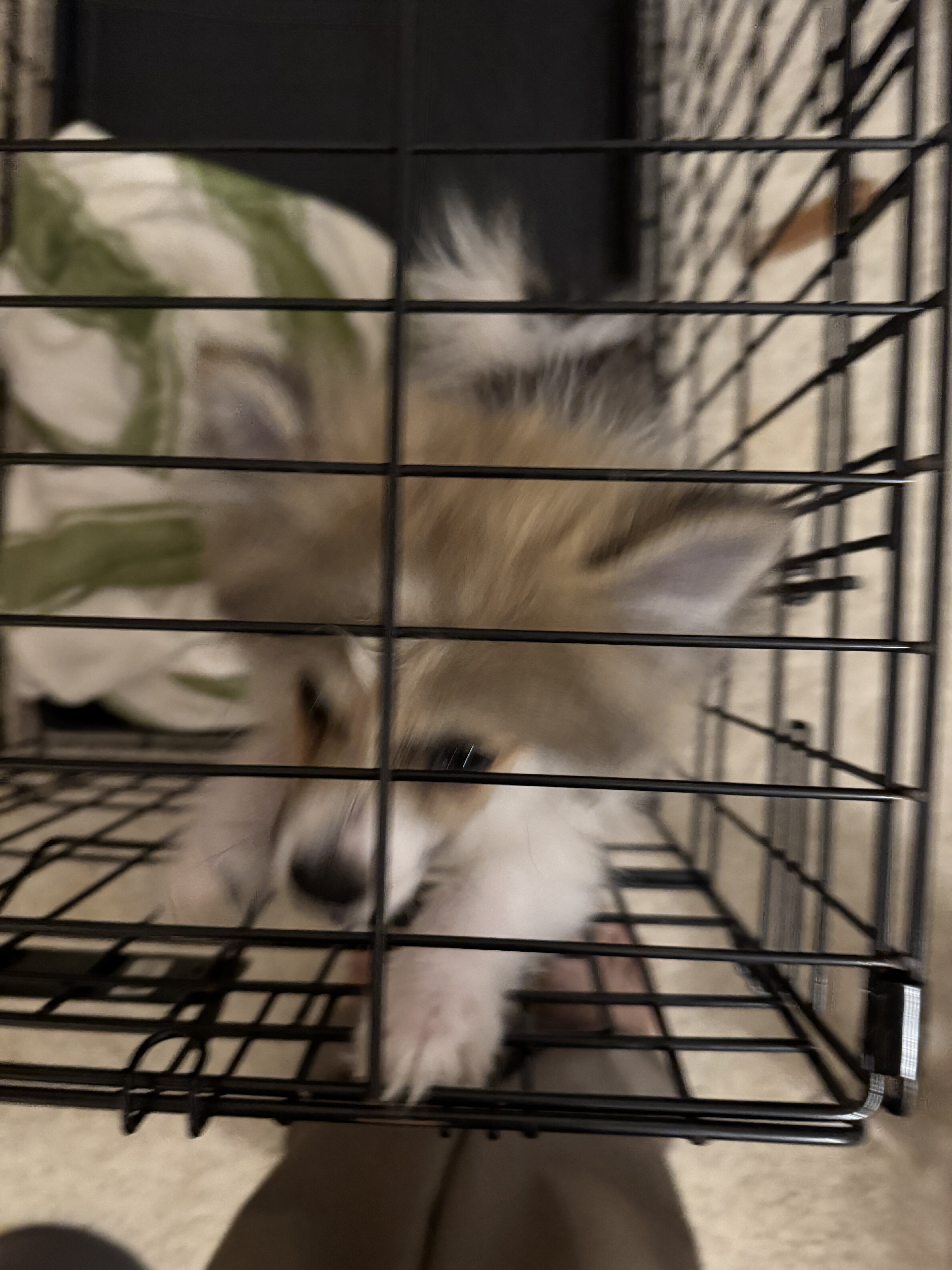 Pomeranian Puppies image 6