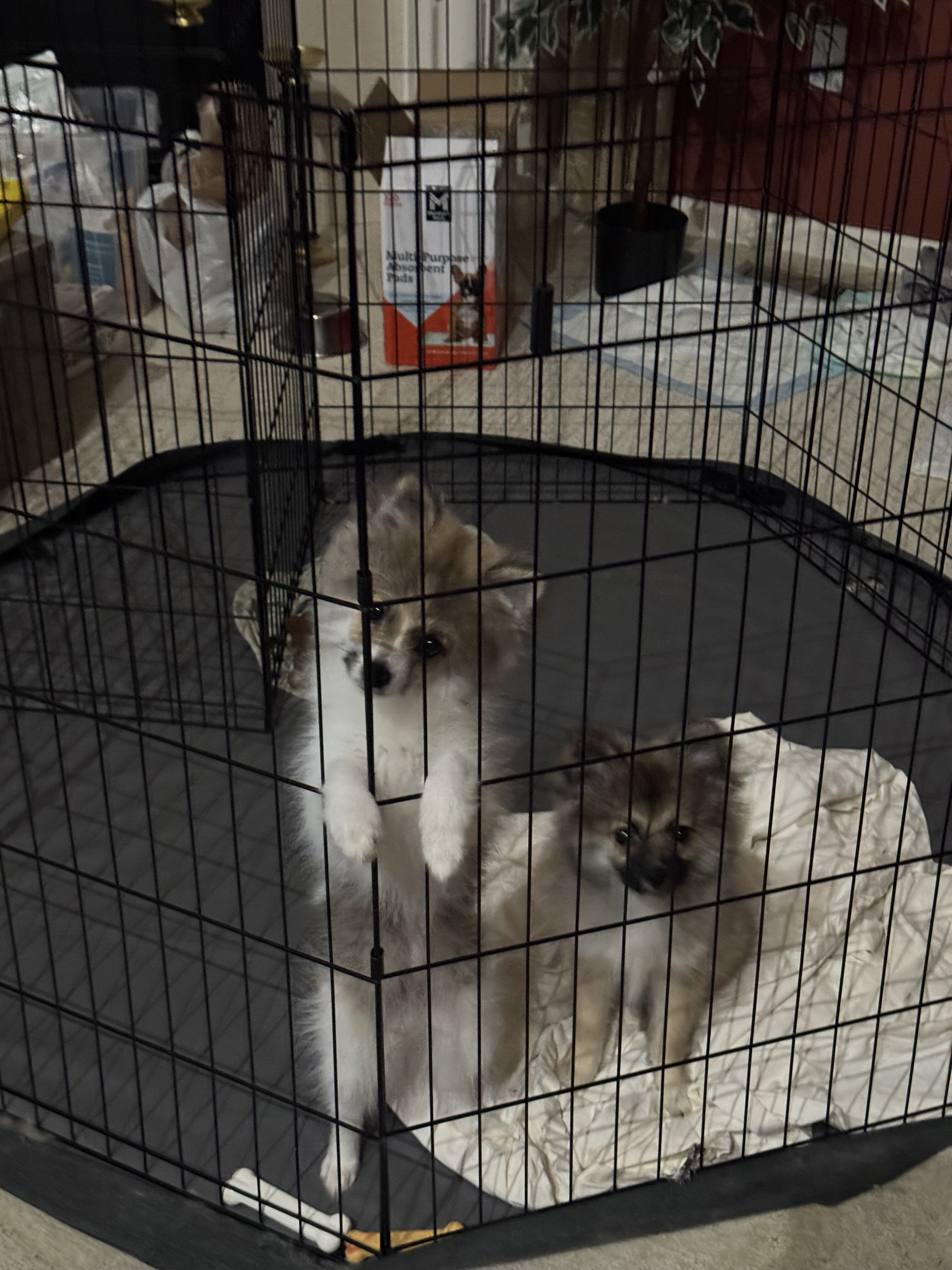 Pomeranian Puppies image 5