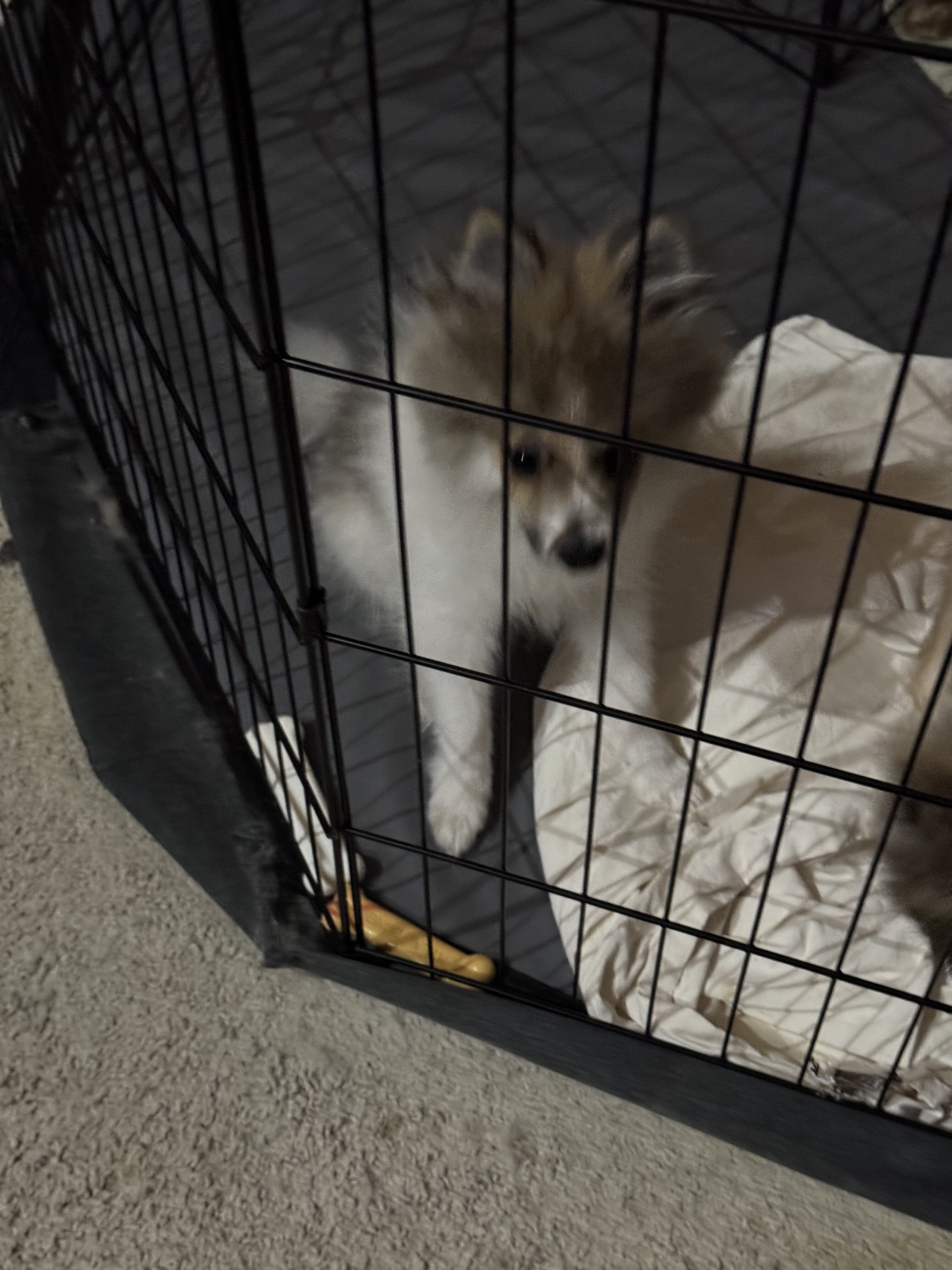 Pomeranian Puppies image 4