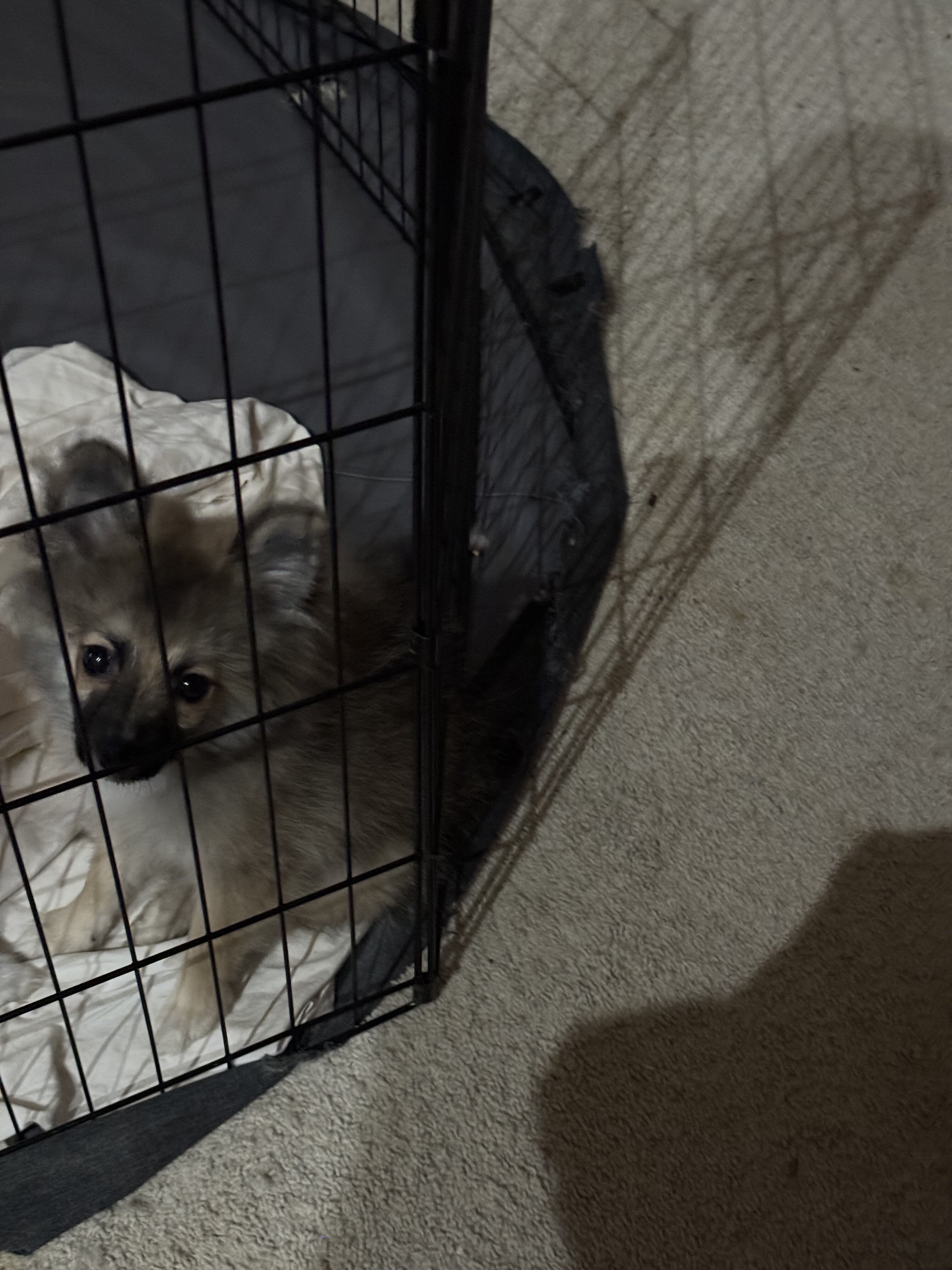 Pomeranian Puppies image 3