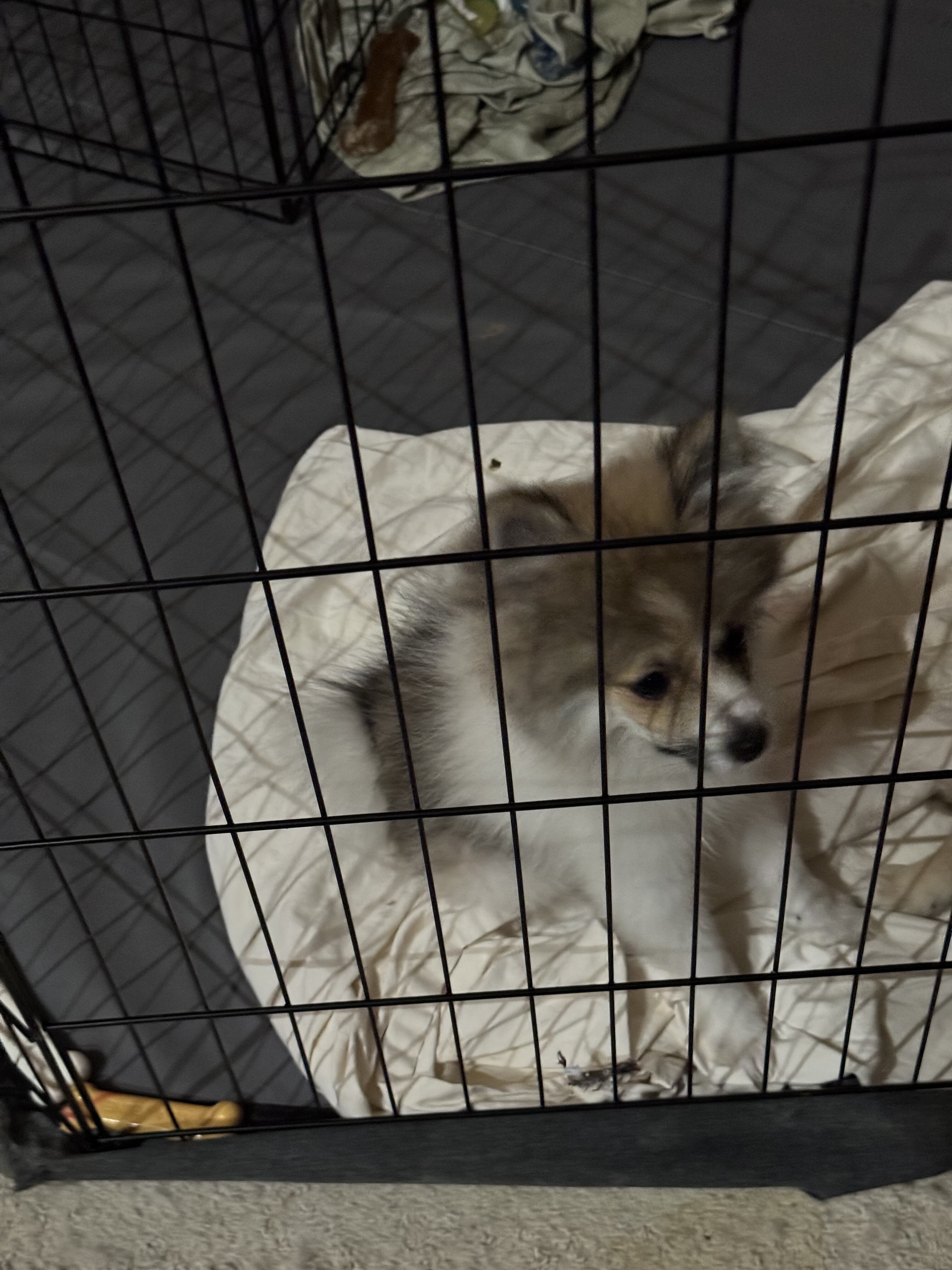 Pomeranian Puppies image 2