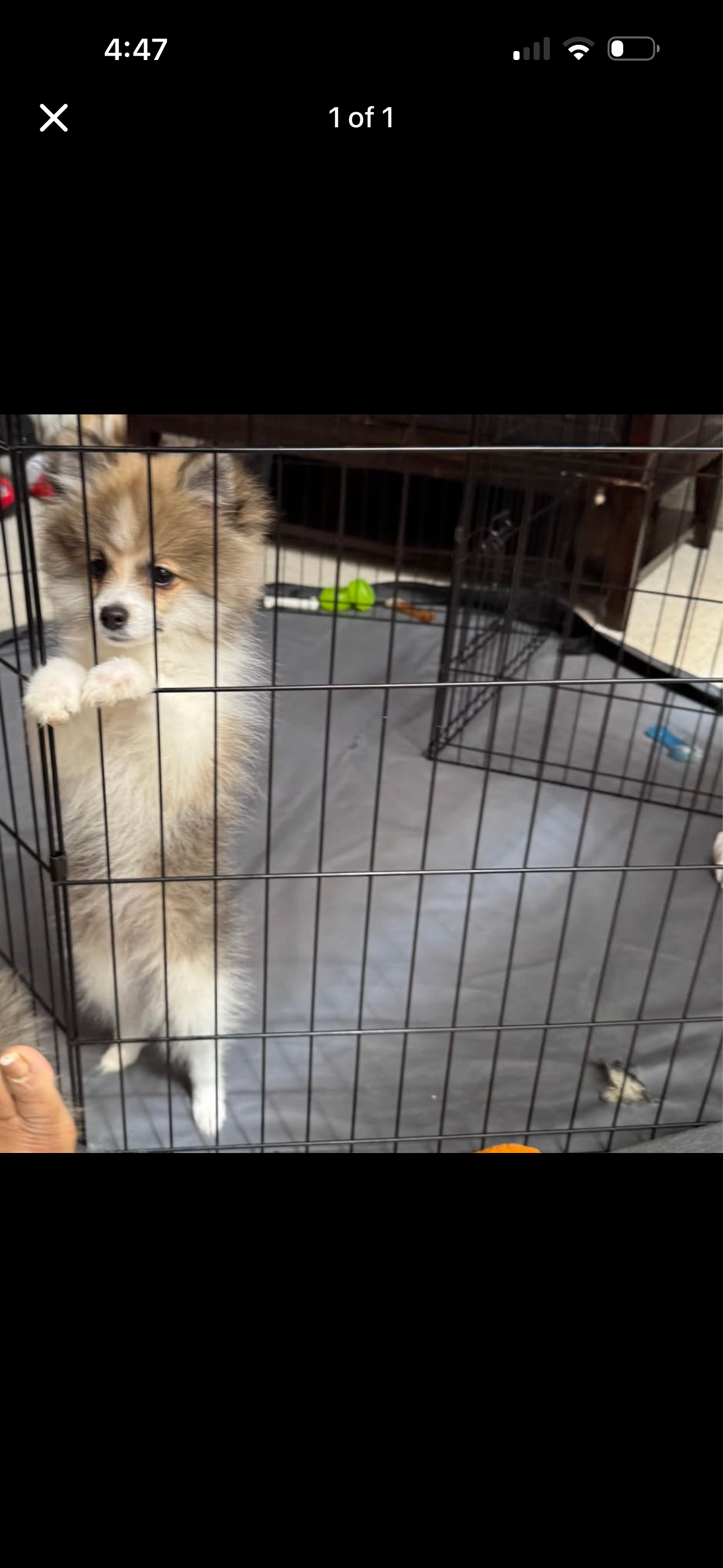 Pomeranian Puppies image 1