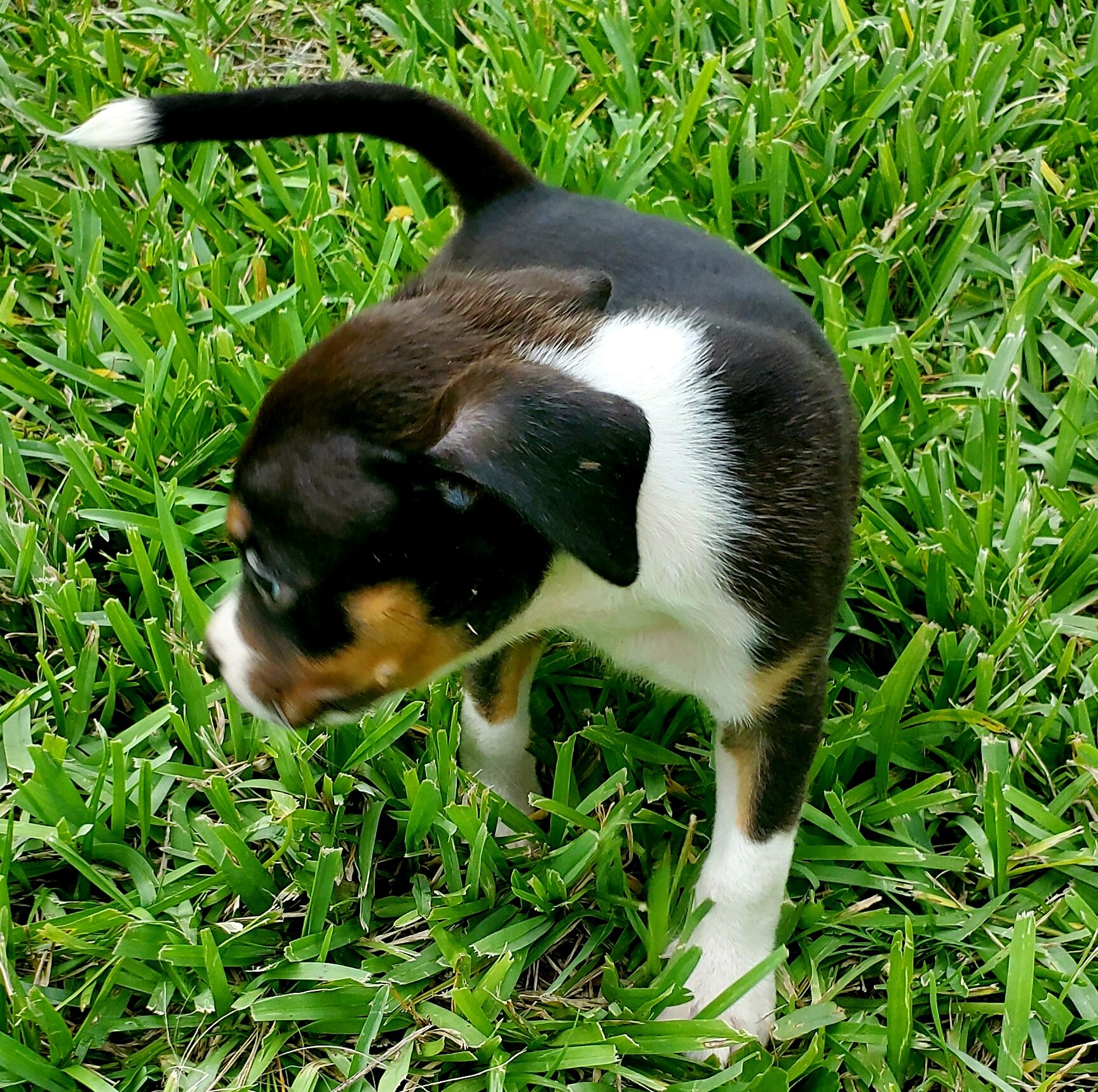 Rehoming a Male and a Female Puppy image 3