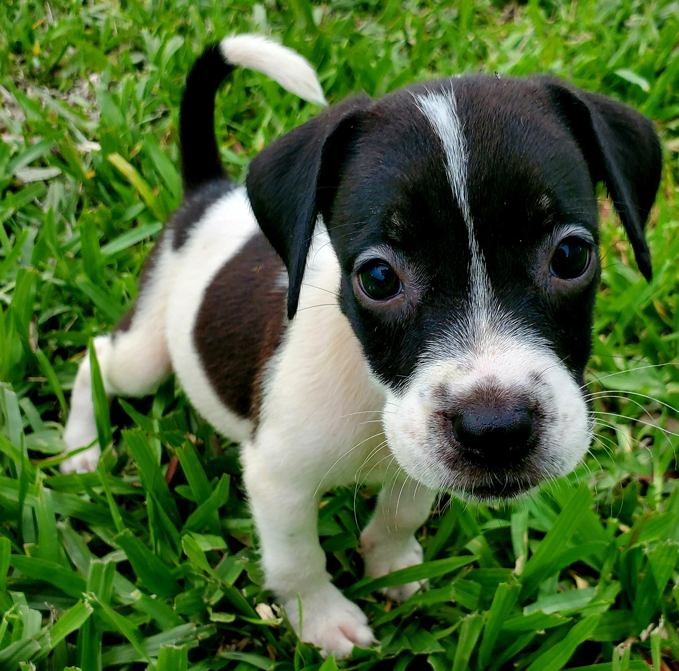 Rehoming a Male and a Female Puppy image 1