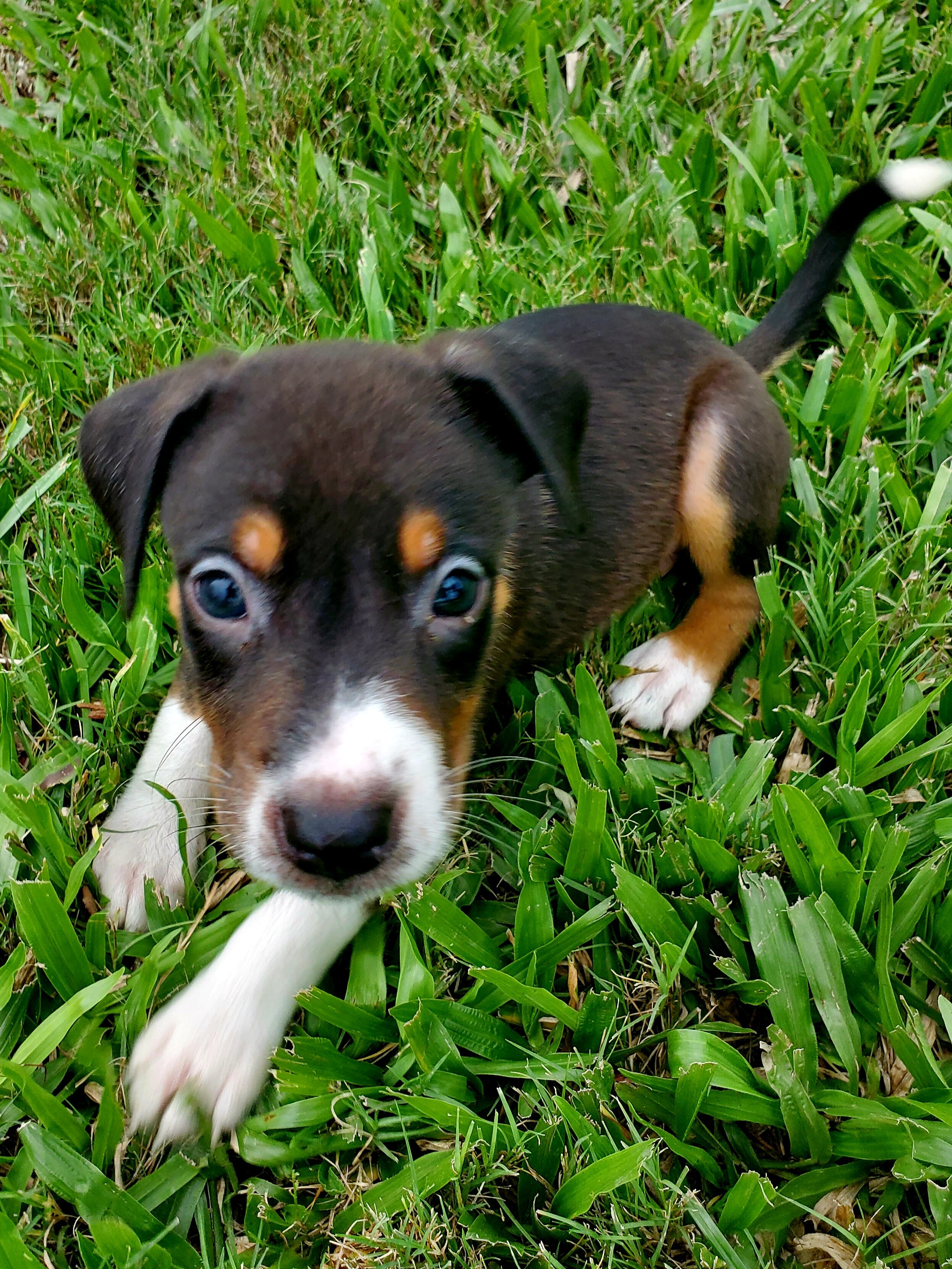 Rehoming a Male and a Female Puppy image 4