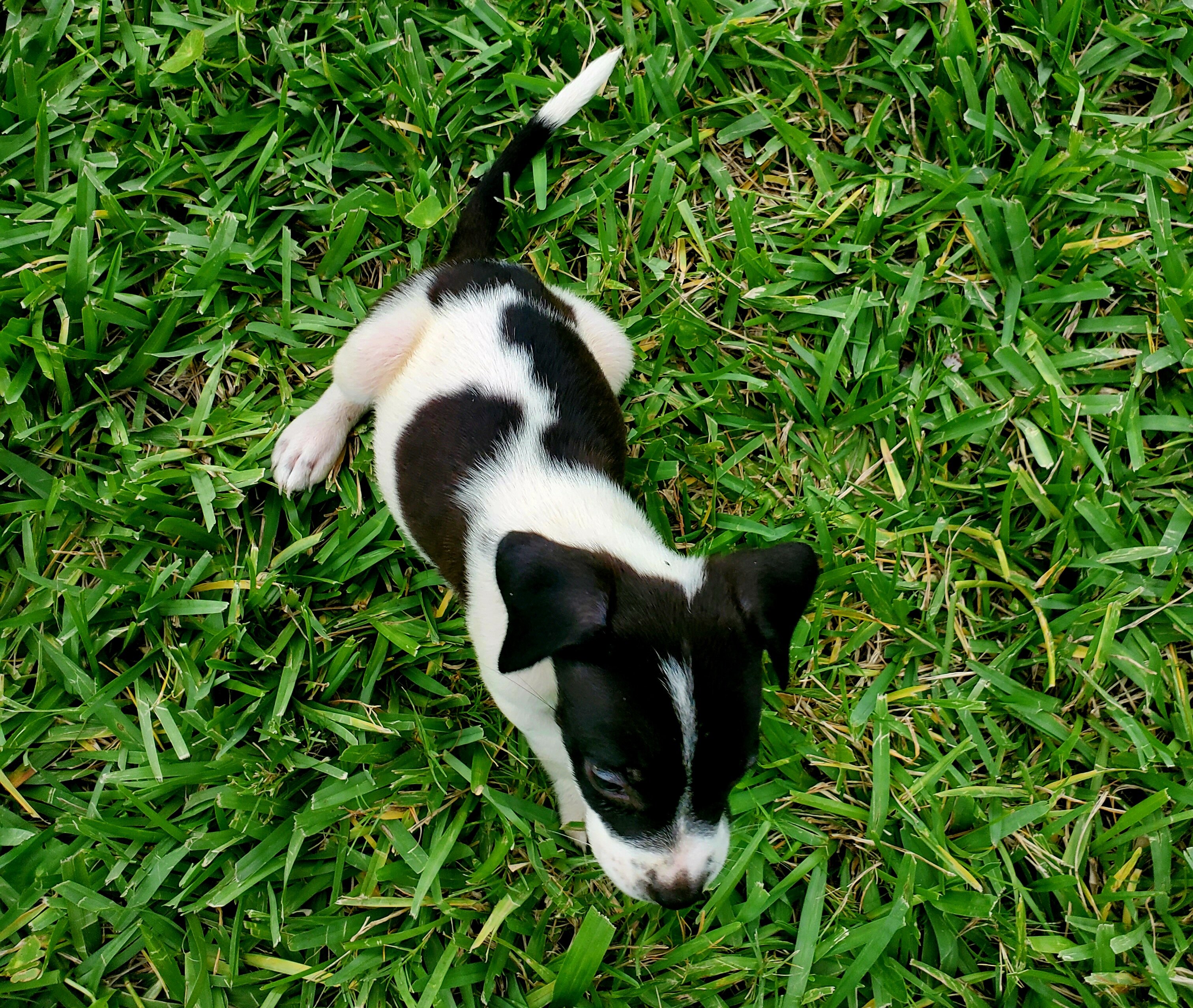 Rehoming a Male and a Female Puppy image 5