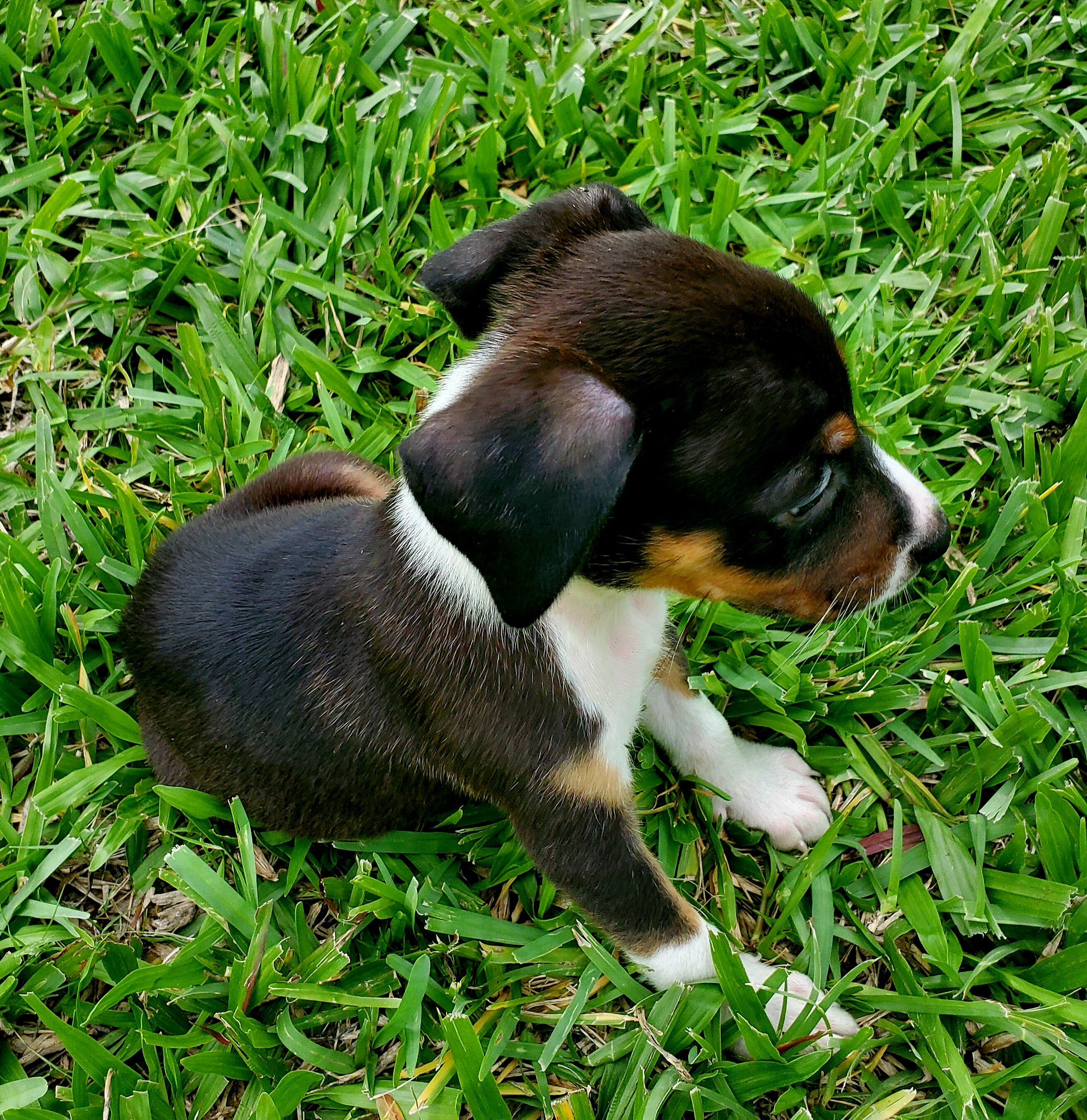 Rehoming a Male and a Female Puppy image 2