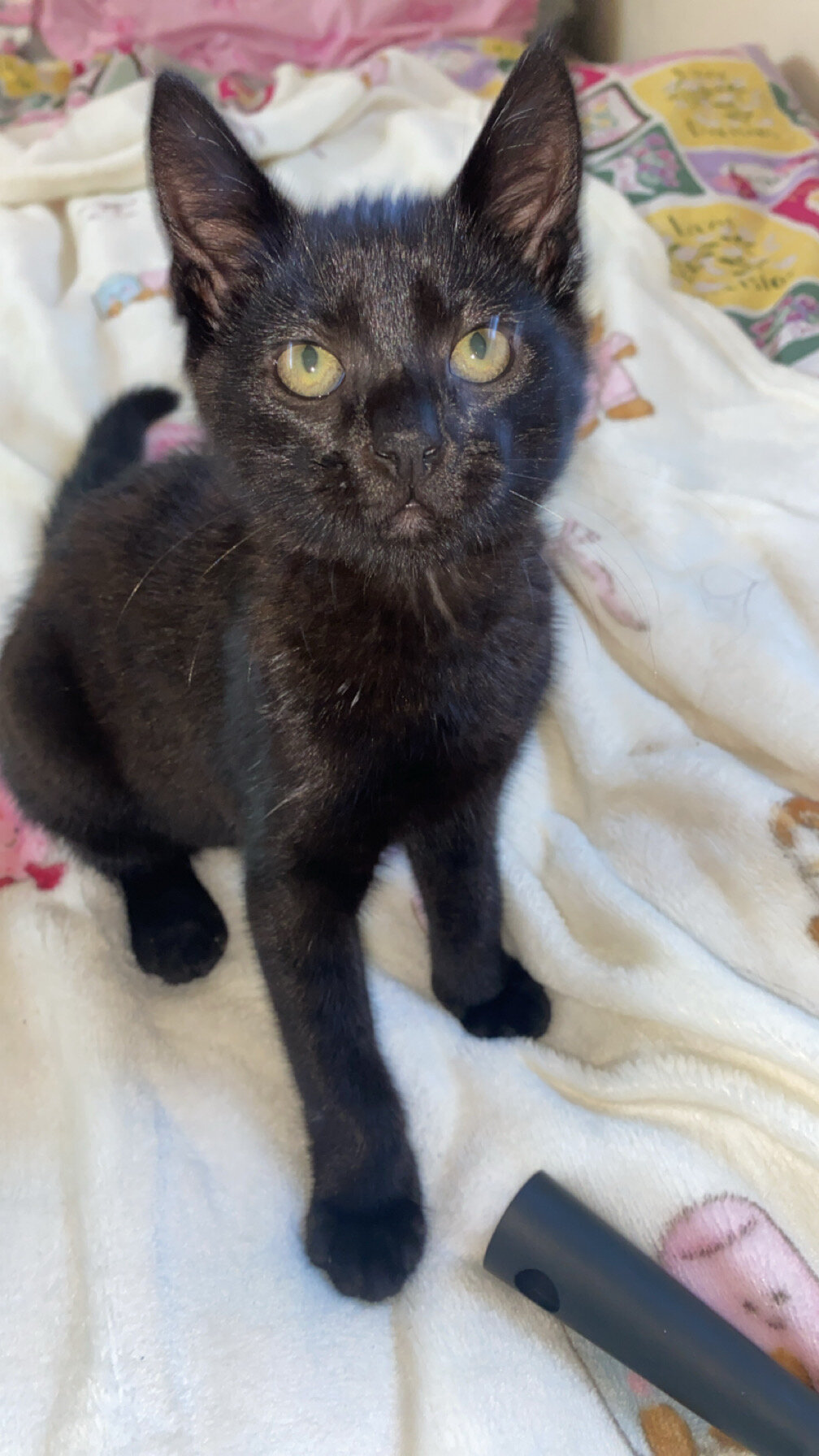 kitten image 4