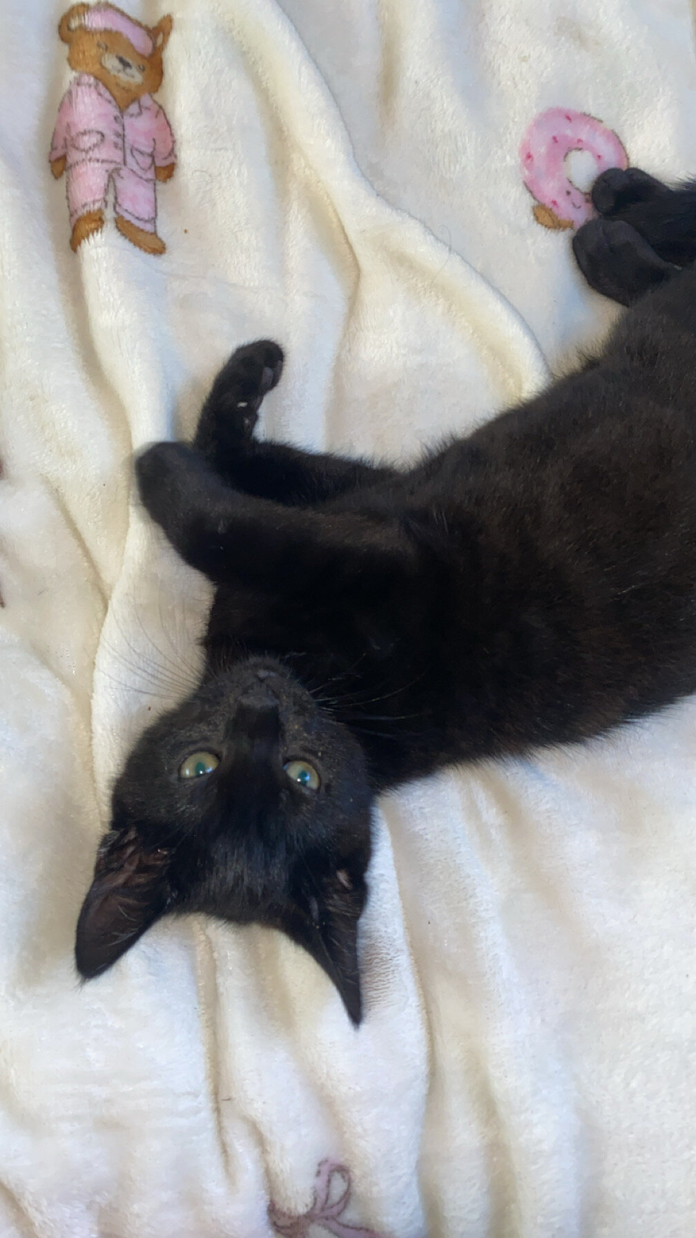 kitten image 3