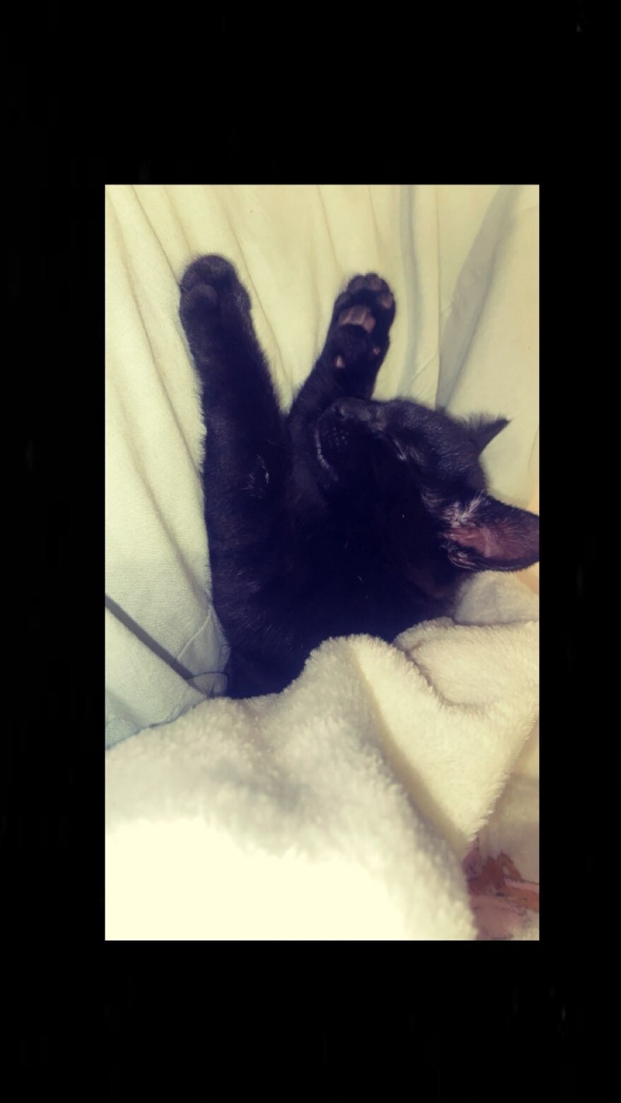 kitten image 2