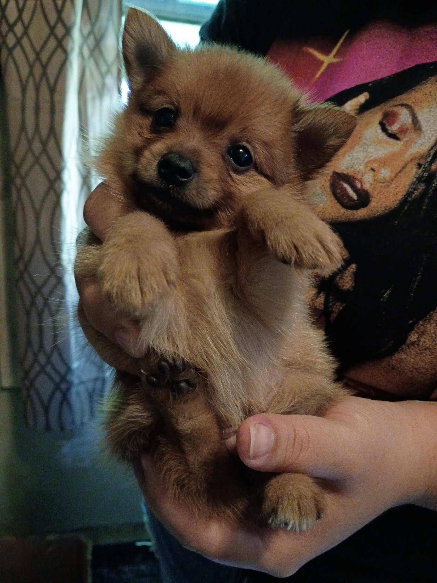Puppies image 2