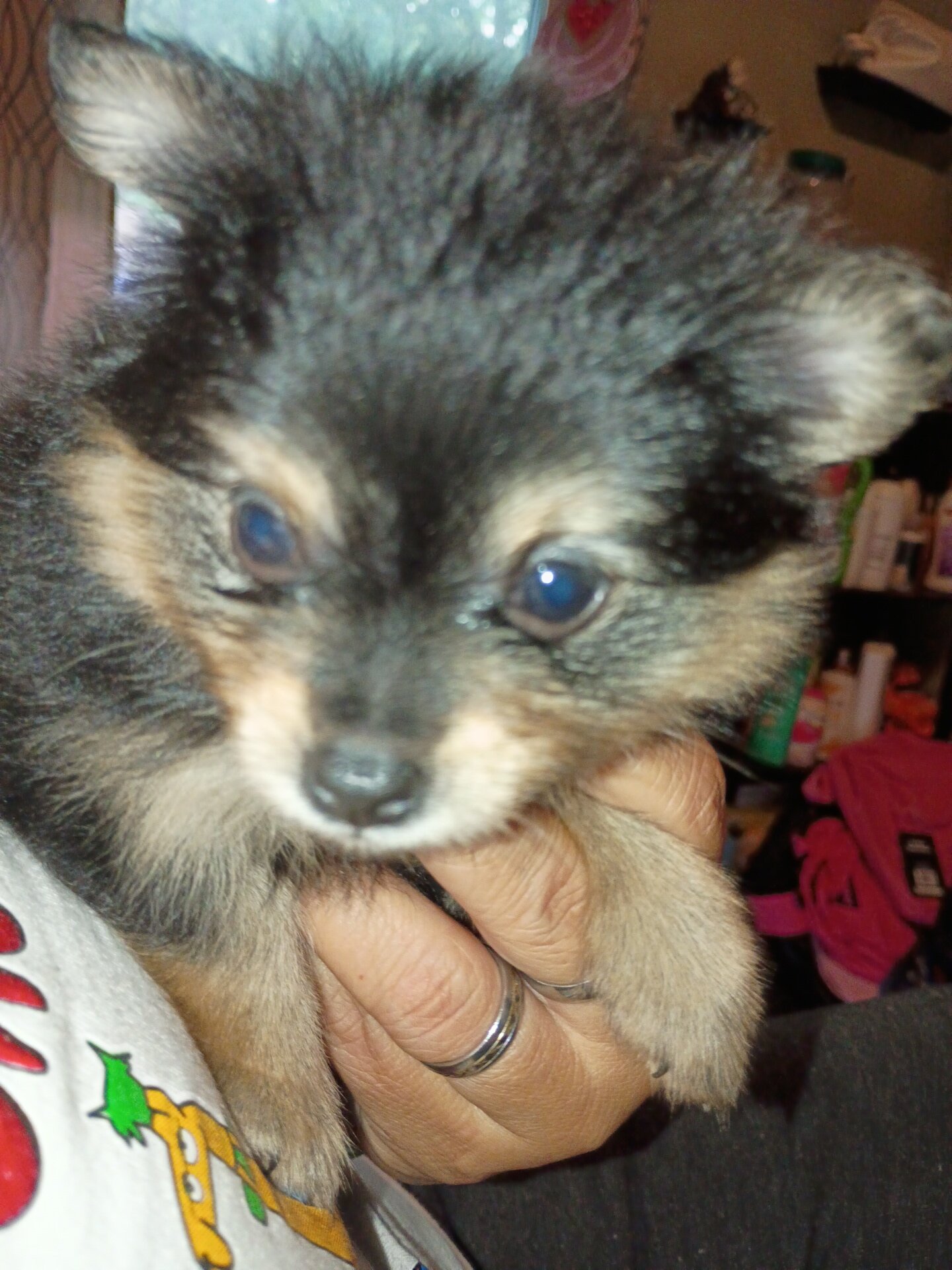 Puppies image 4
