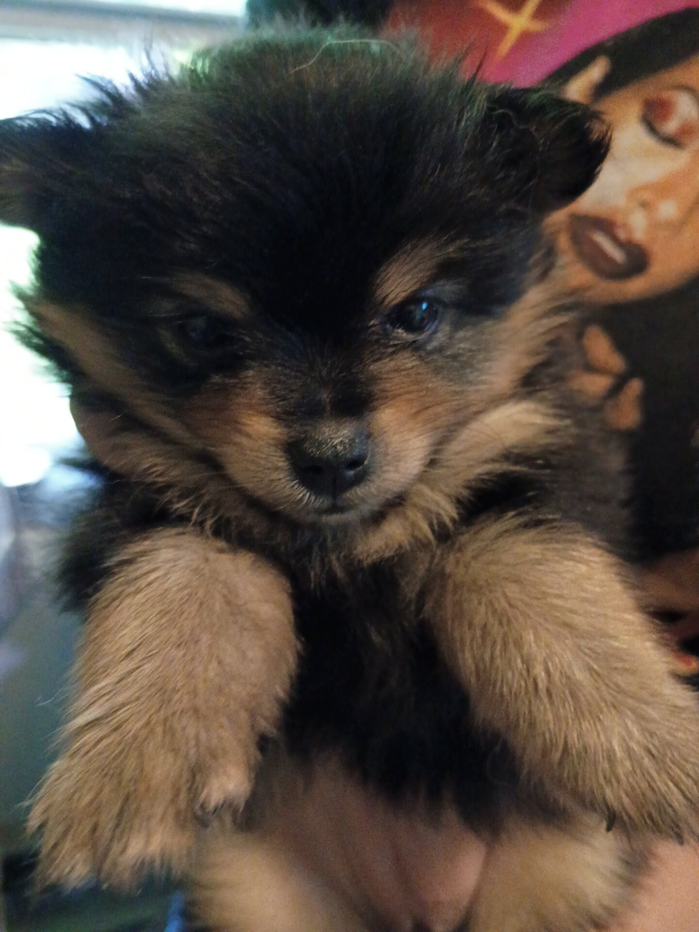 Puppies image 3