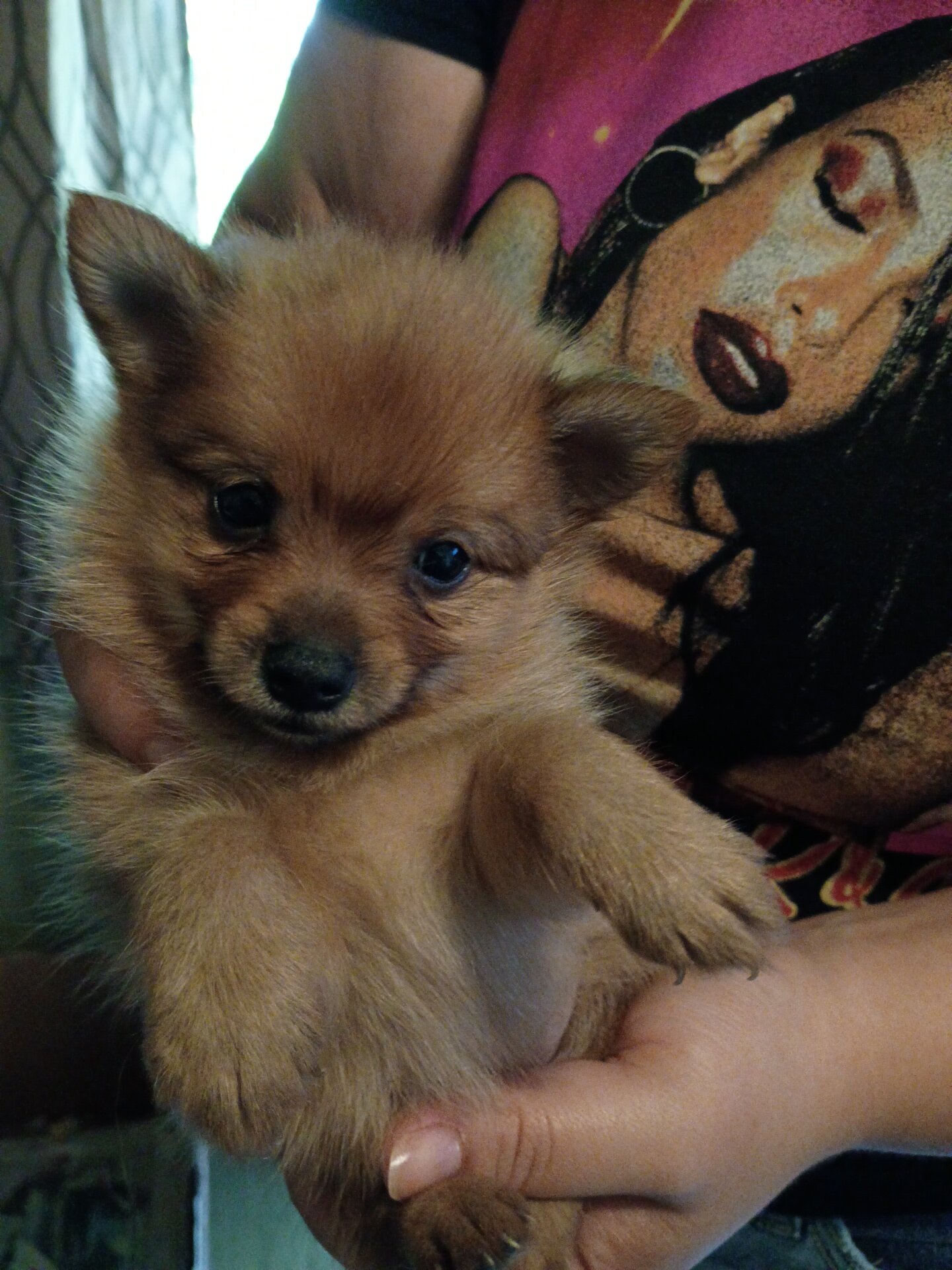 Puppies image 1