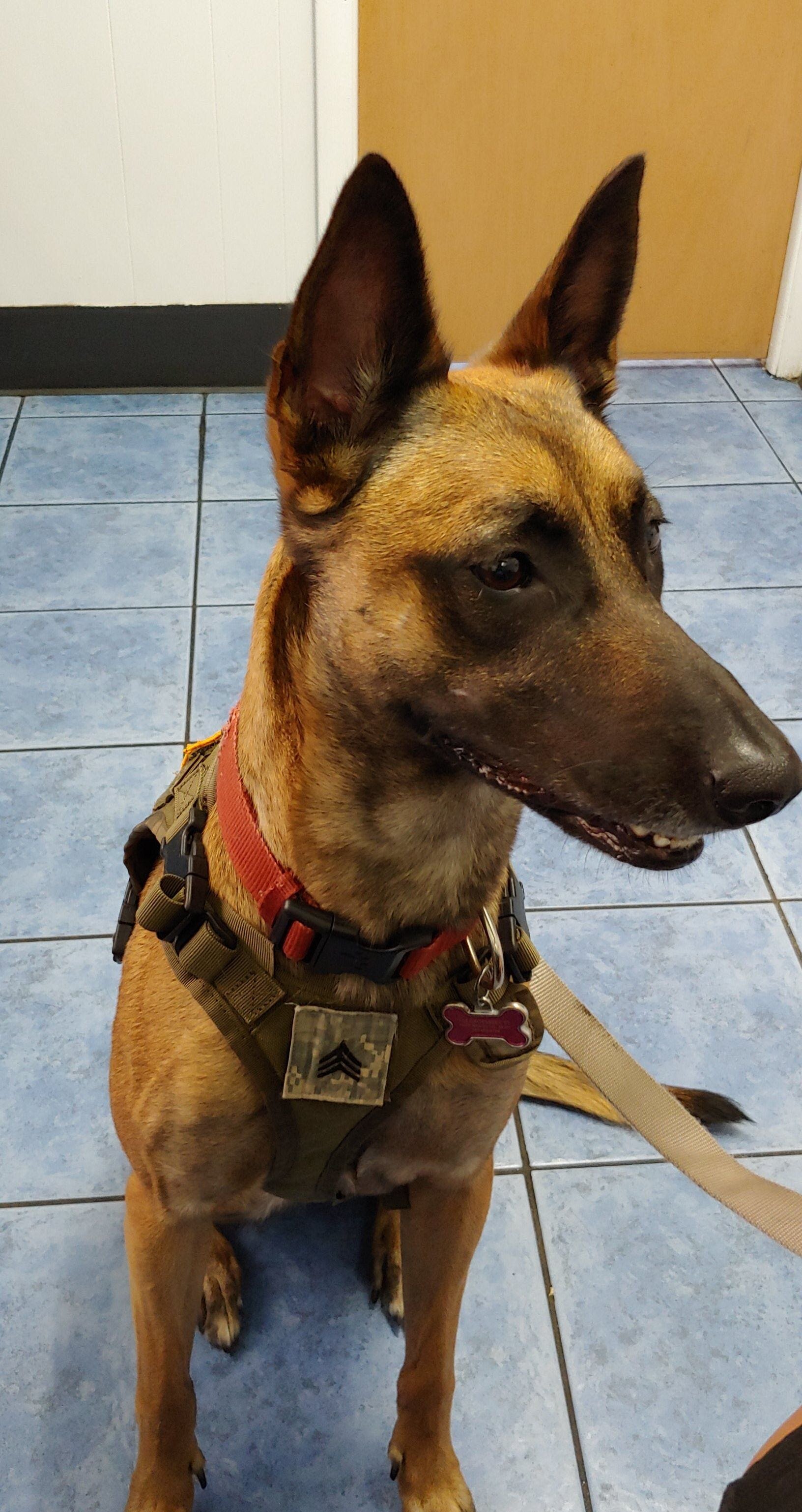 Belgian Malinois full bread with papers and record image 2