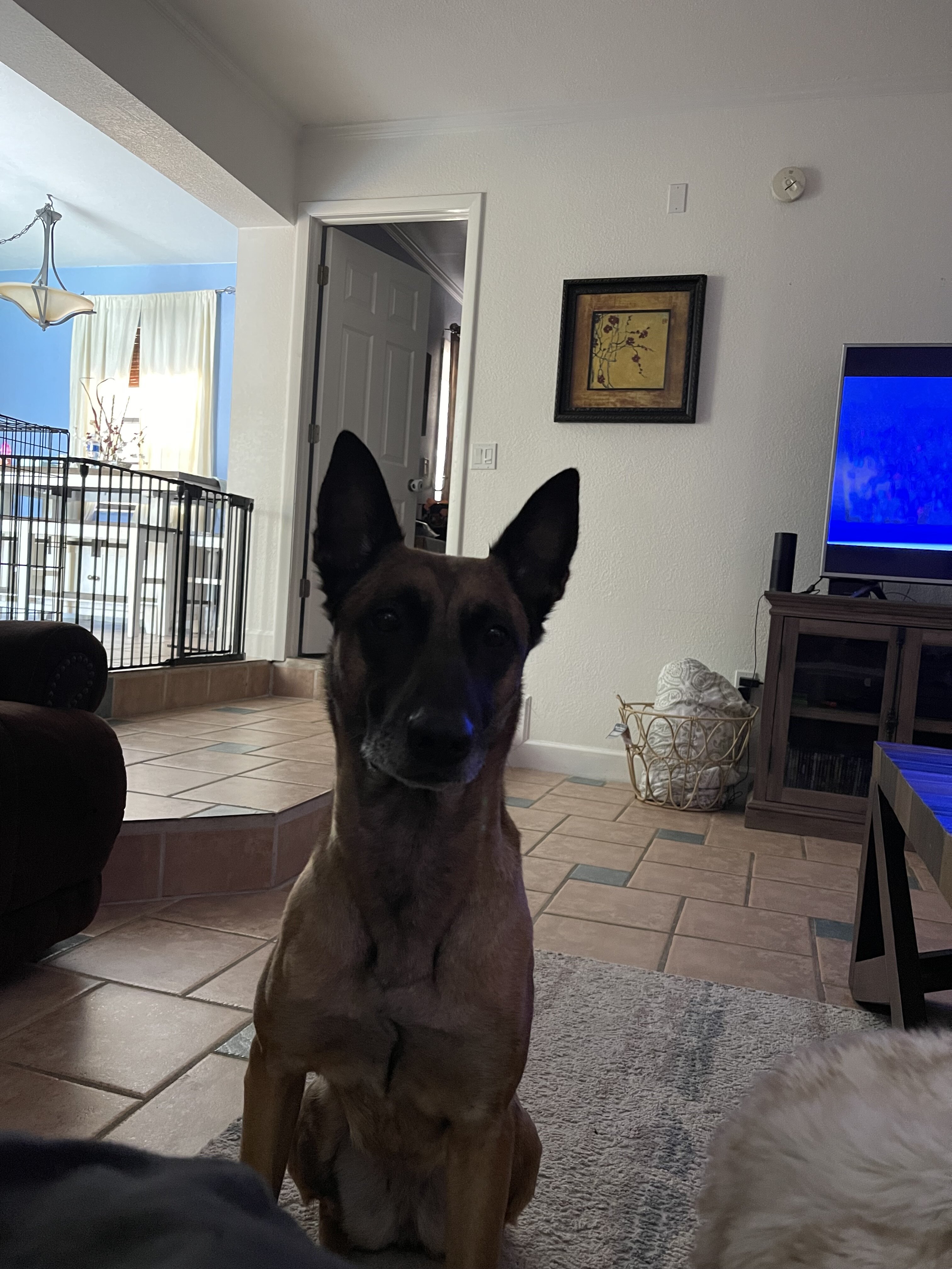 Belgian Malinois full bread with papers and record image 1