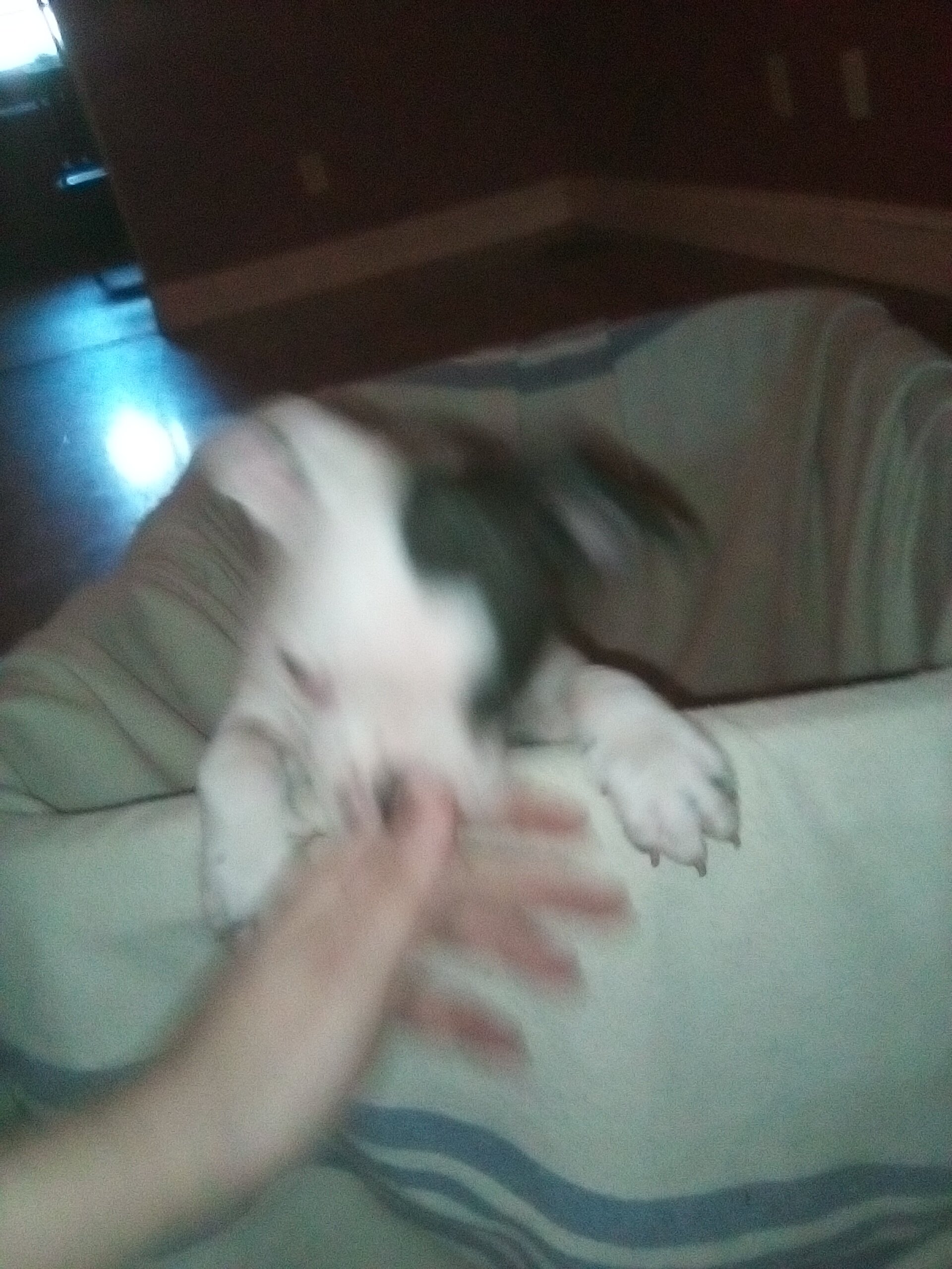 Boston terrier puppies image 5