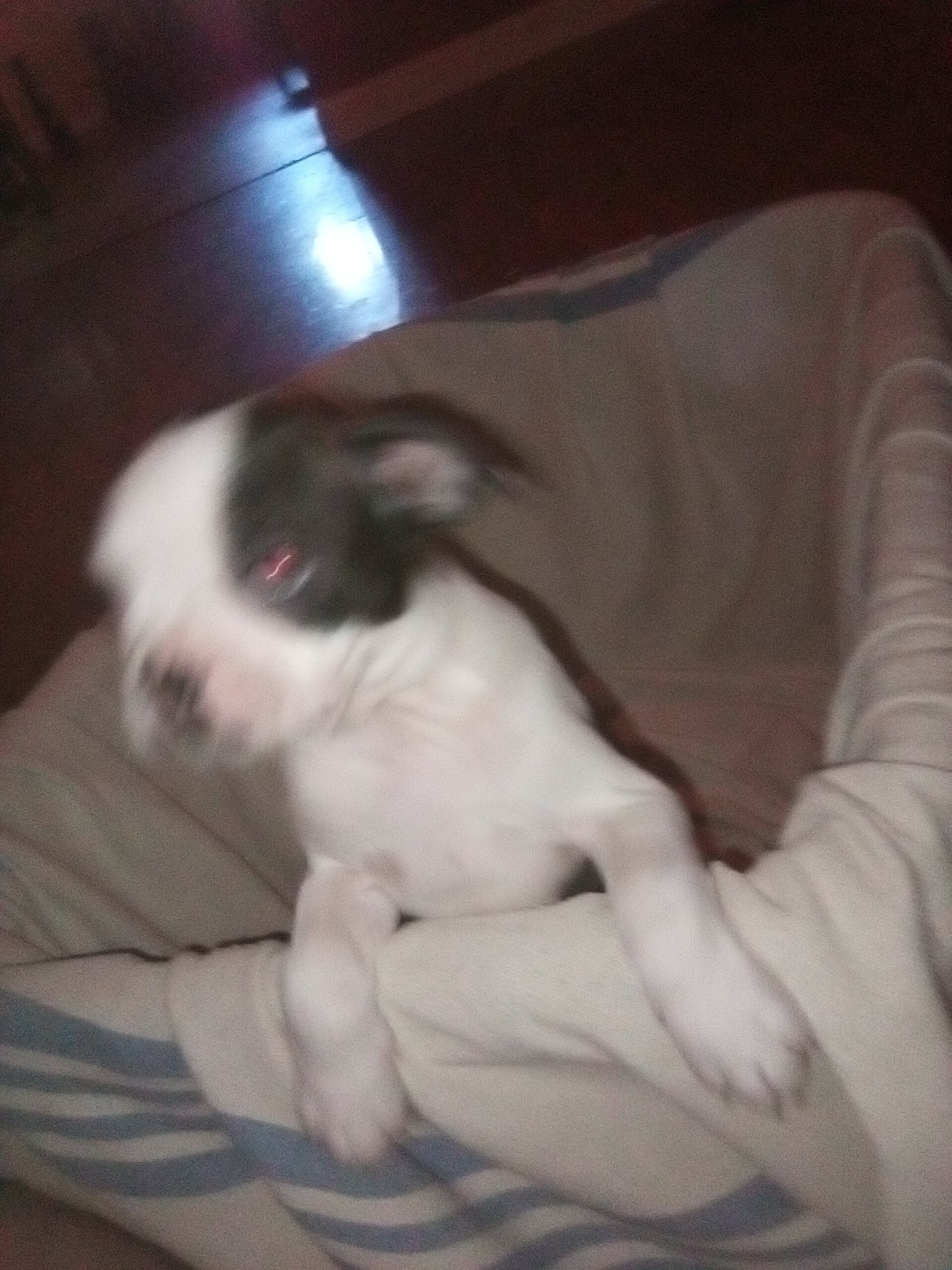 Boston terrier puppies image 4