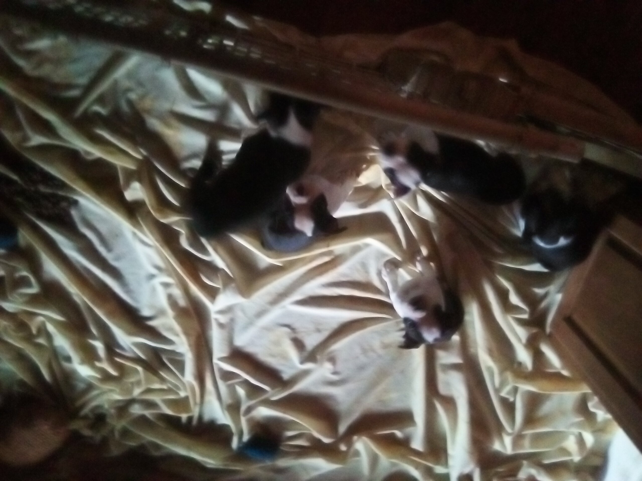 Boston terrier puppies image 7