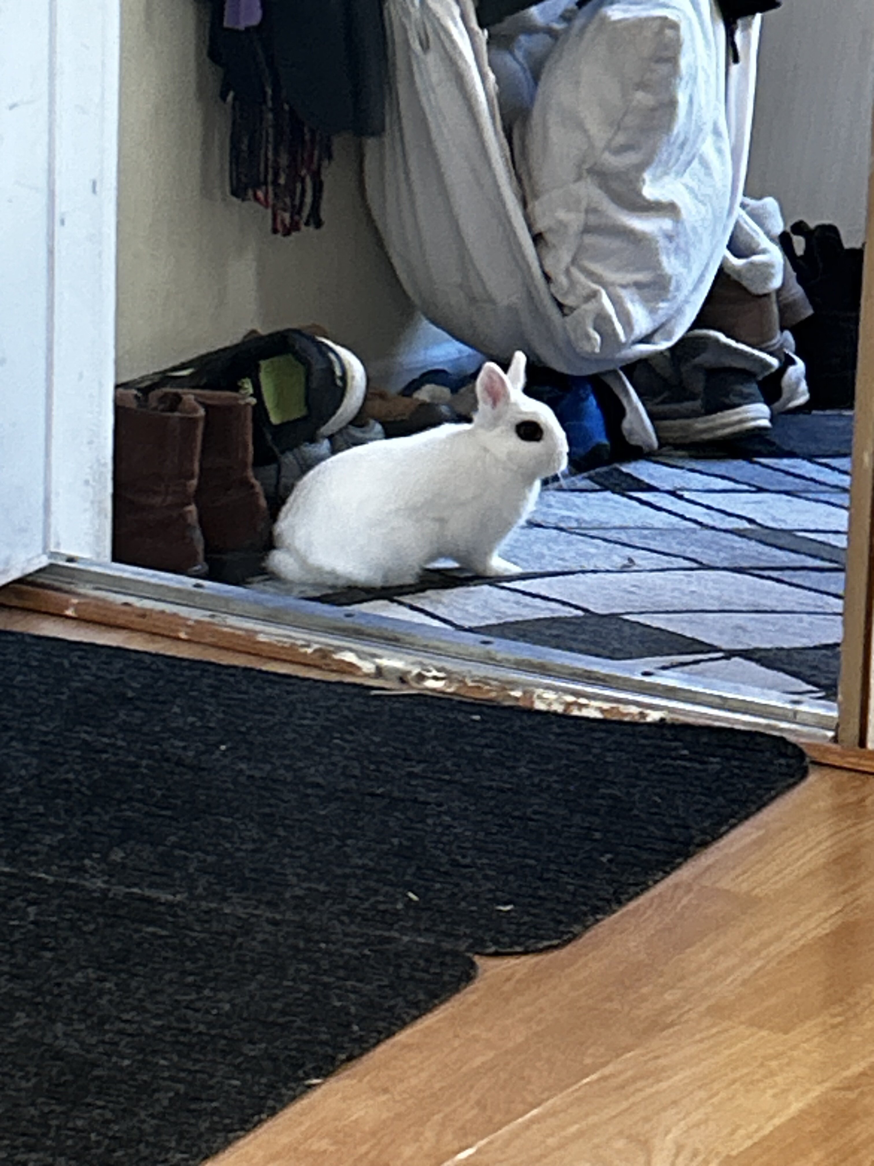 White Rabbit image 3