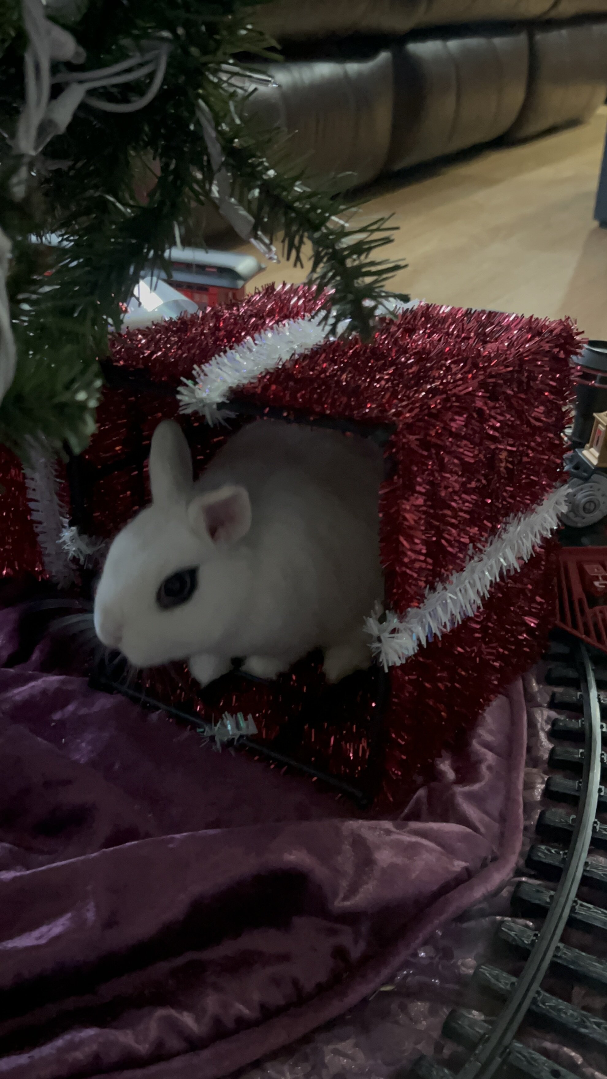 White Rabbit image 2