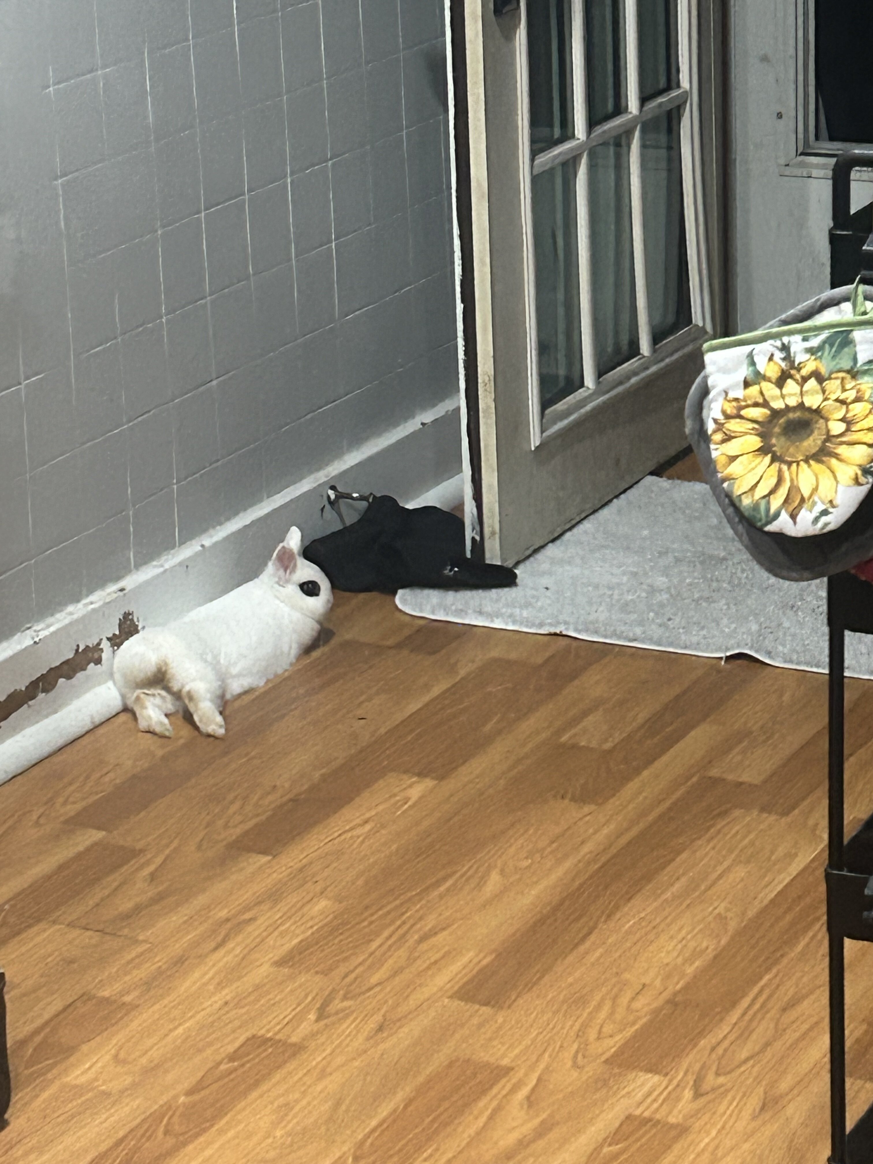 White Rabbit image 1
