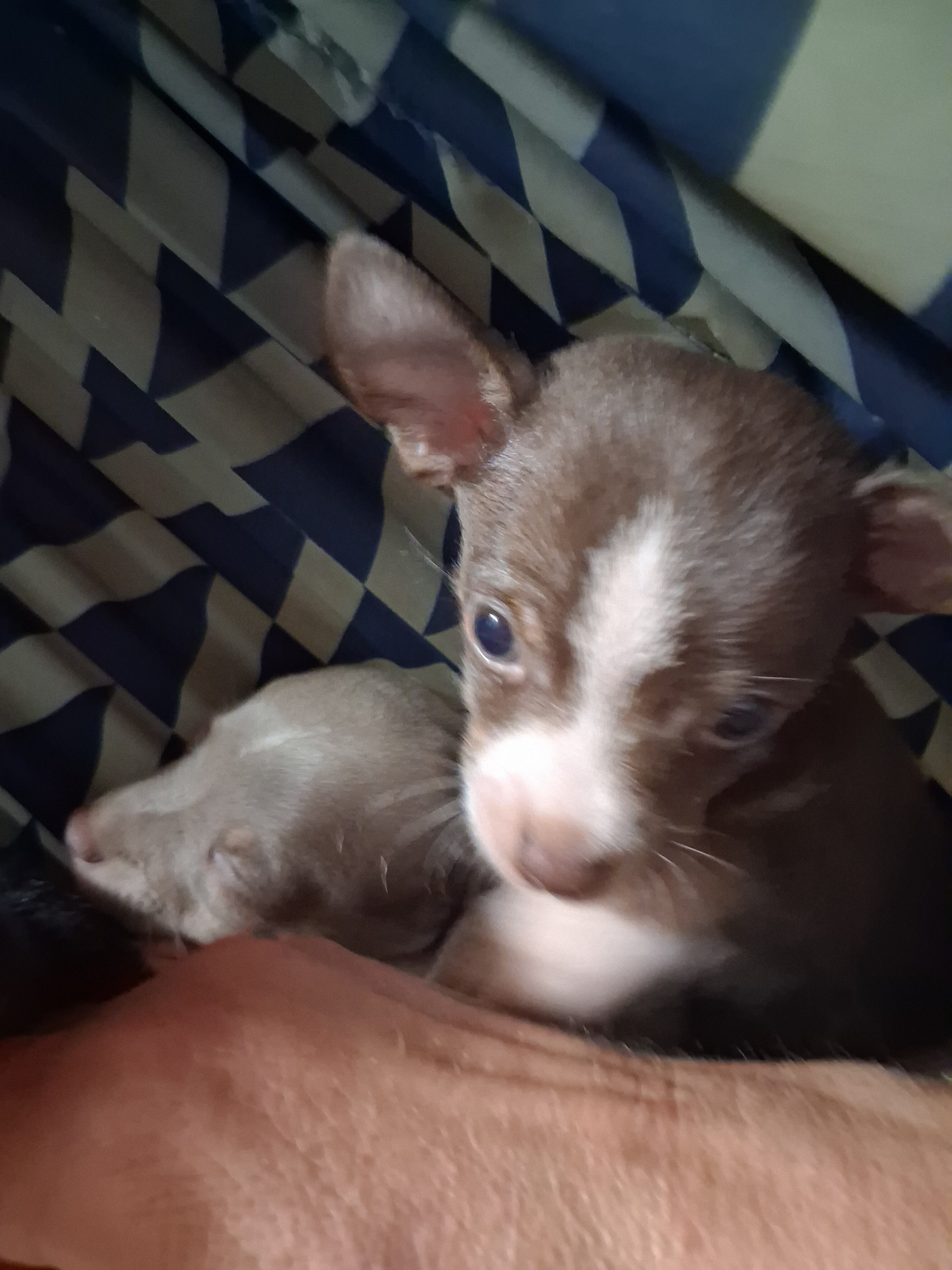 Tea Cup Chihuahua Choc Tri-Color and Lilac Males image 5