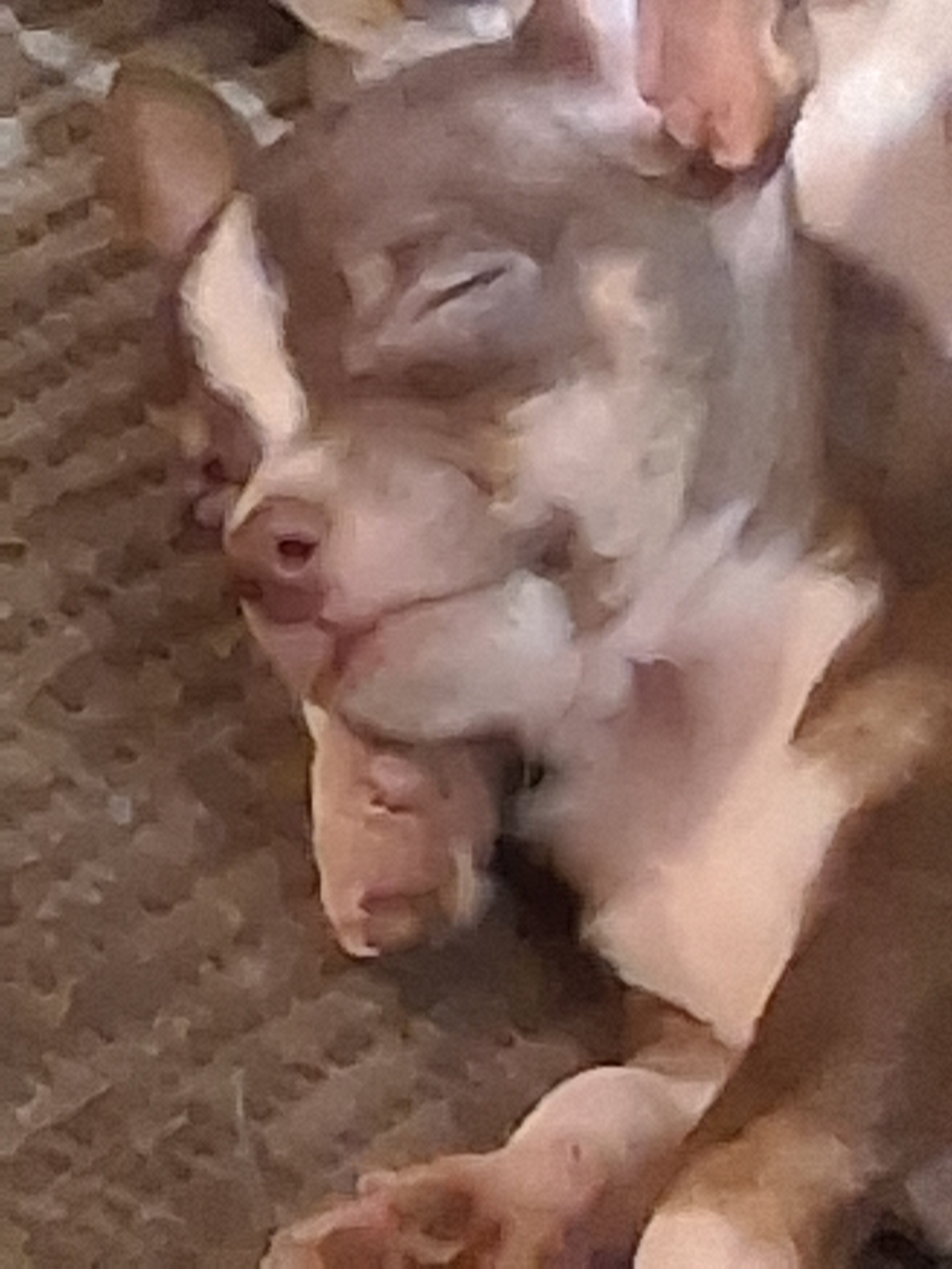 Tea Cup Chihuahua Choc Tri-Color and Lilac Males image 4