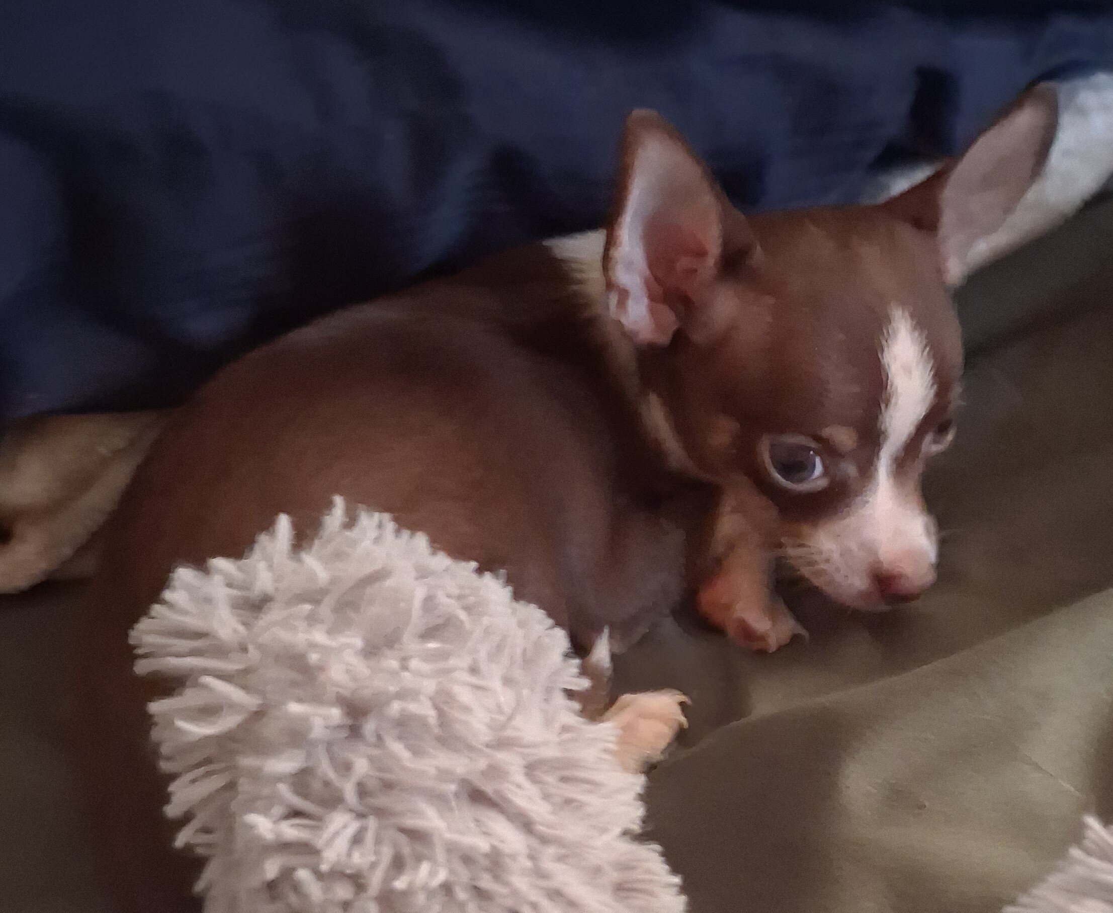 Tea Cup Chihuahua Choc Tri-Color and Lilac Males image 3